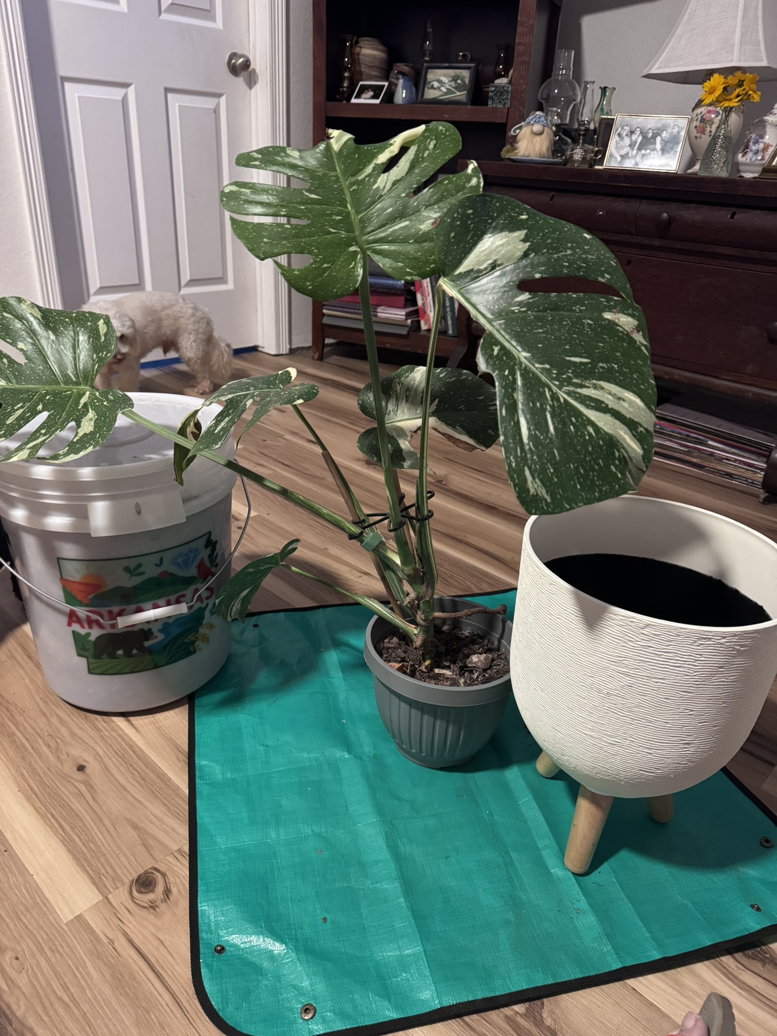 Mother Plant #1 Pre-propagation