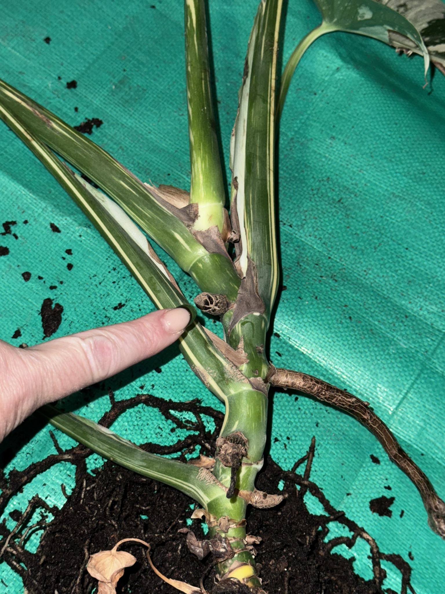 Find a node or Aerial root.