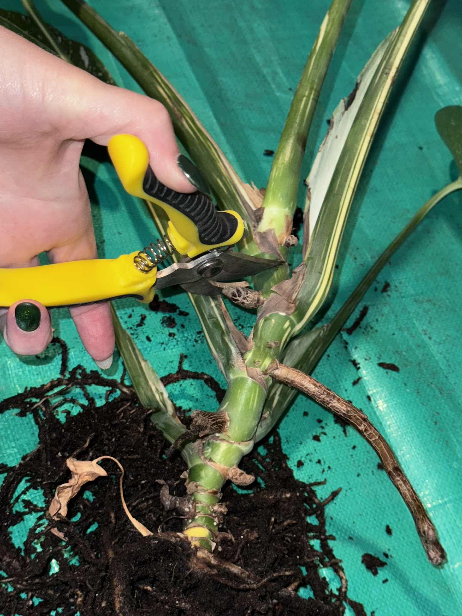 Cut between nodes with alcohol sanitized sheers.