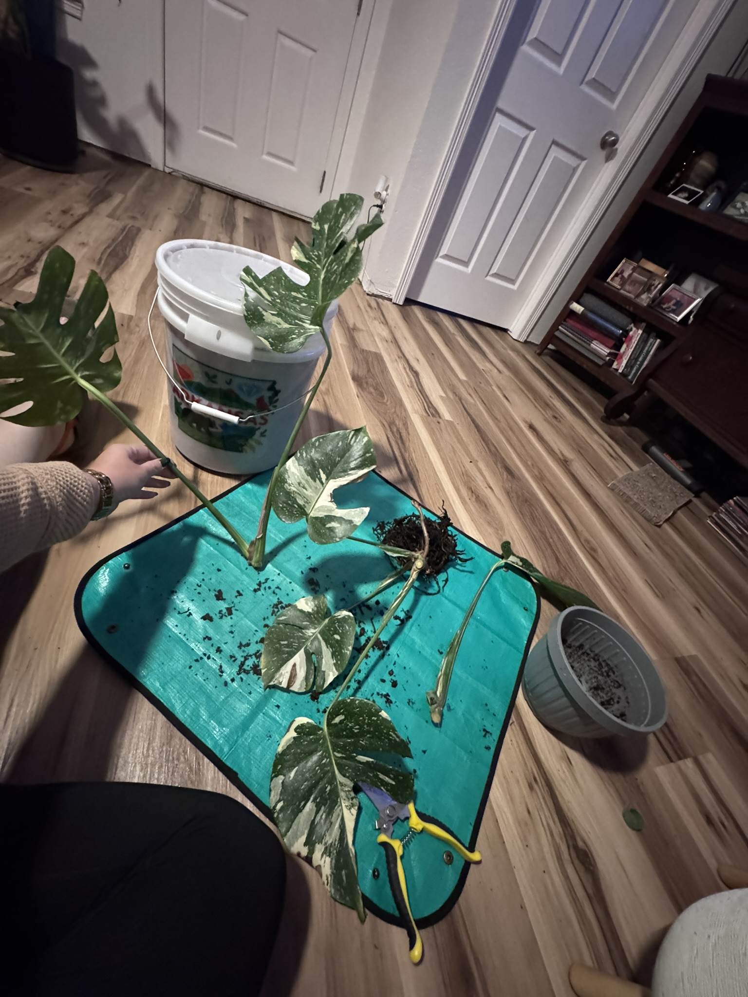 Admire your cuttings!