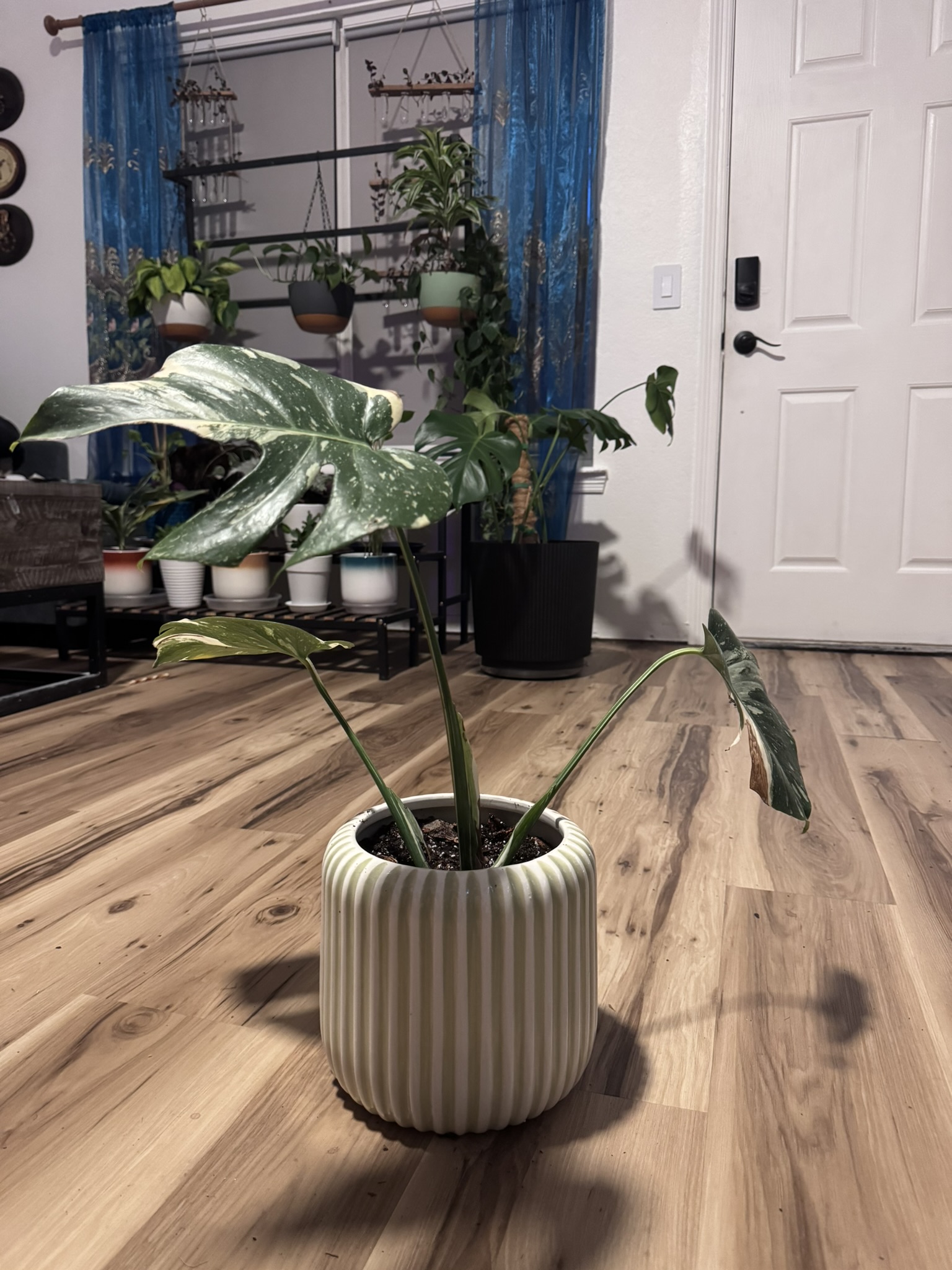 Repot Momma Plant
