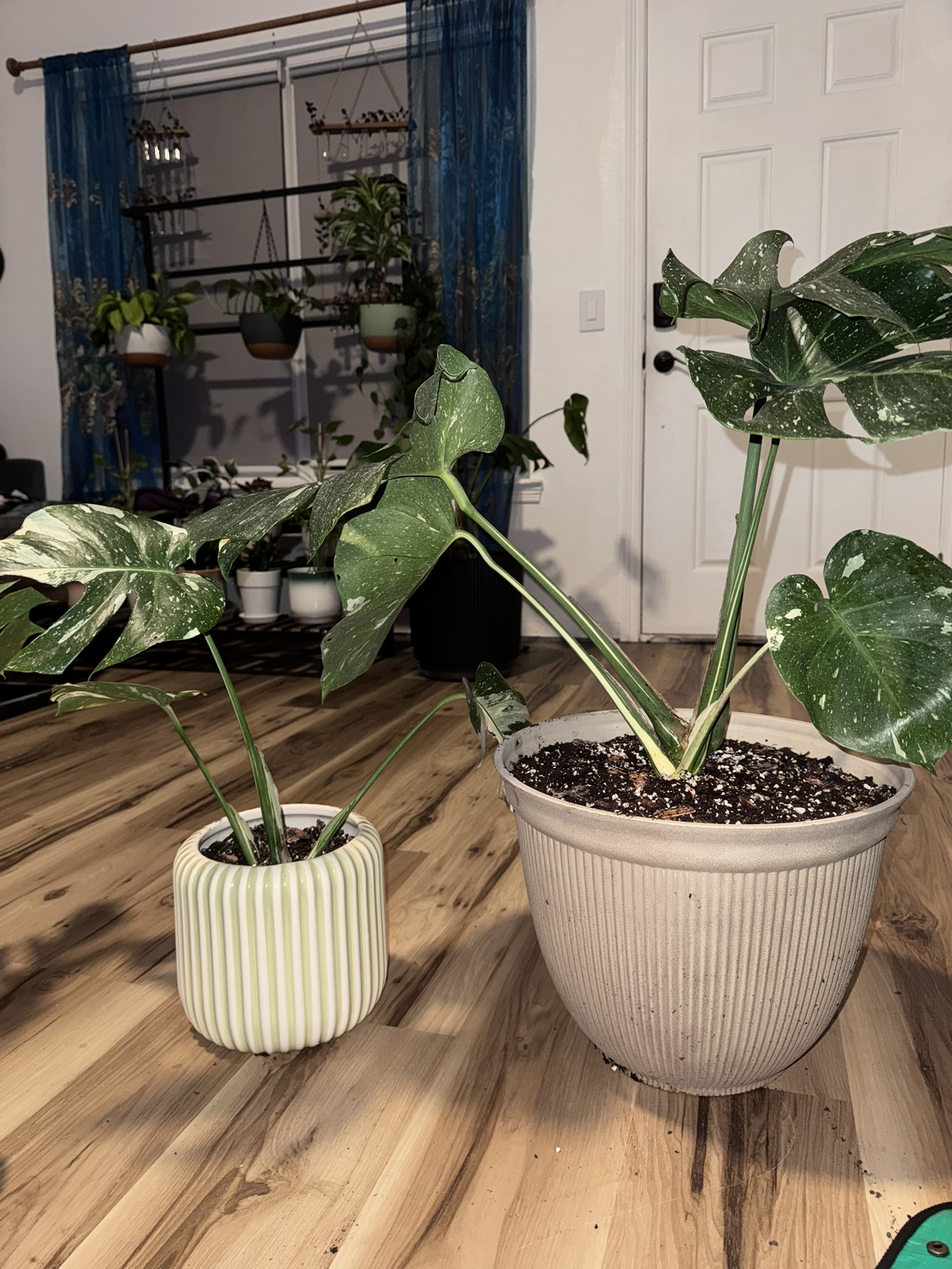 Finished repot of Mother Plant 1 and Mother Plant 2