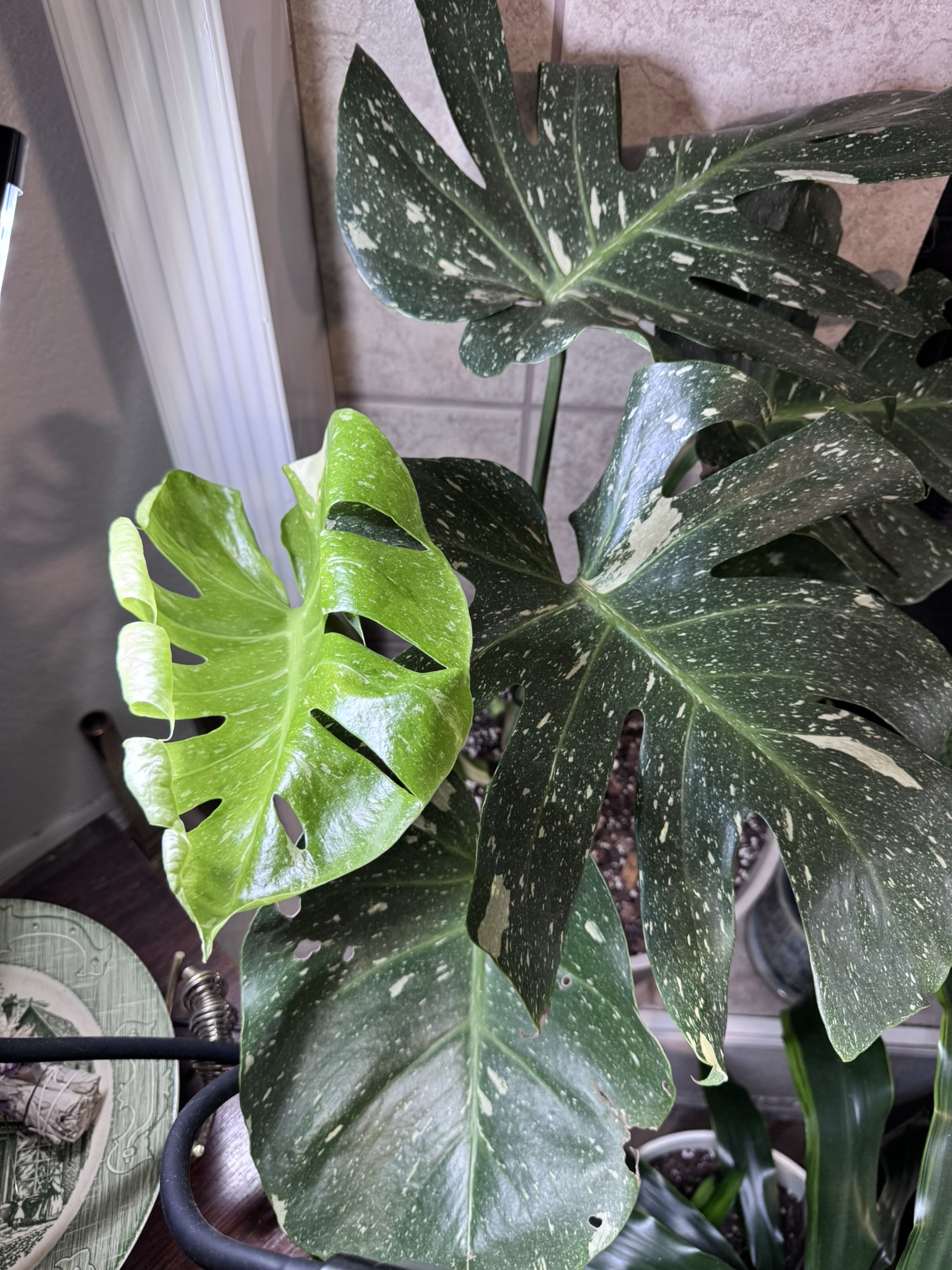 Mother Plant 2 sportin' a new leaf!