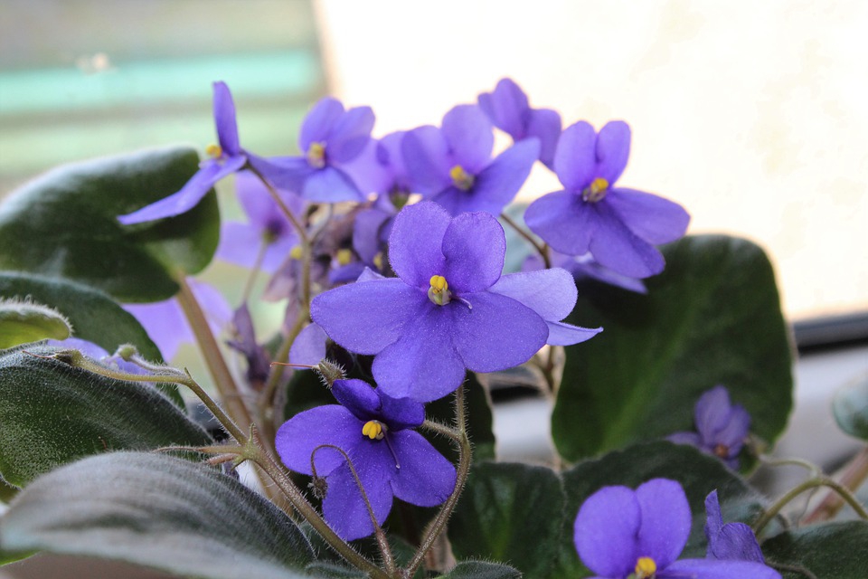 Purple African violet flowers above a rosette of fuzzy green leaves.