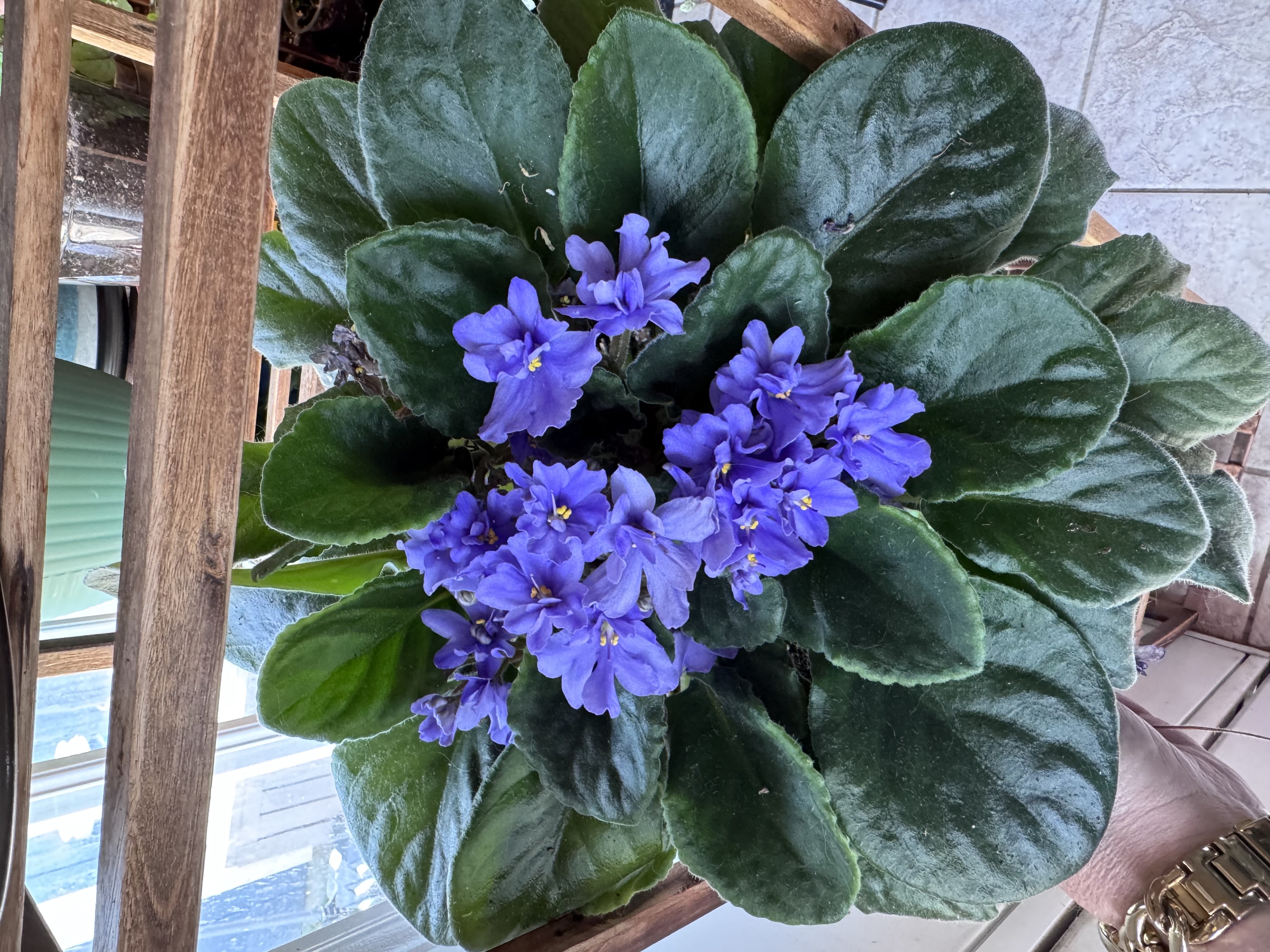 Purple African violet blooms above a rosette of dark green fuzzy leaves.