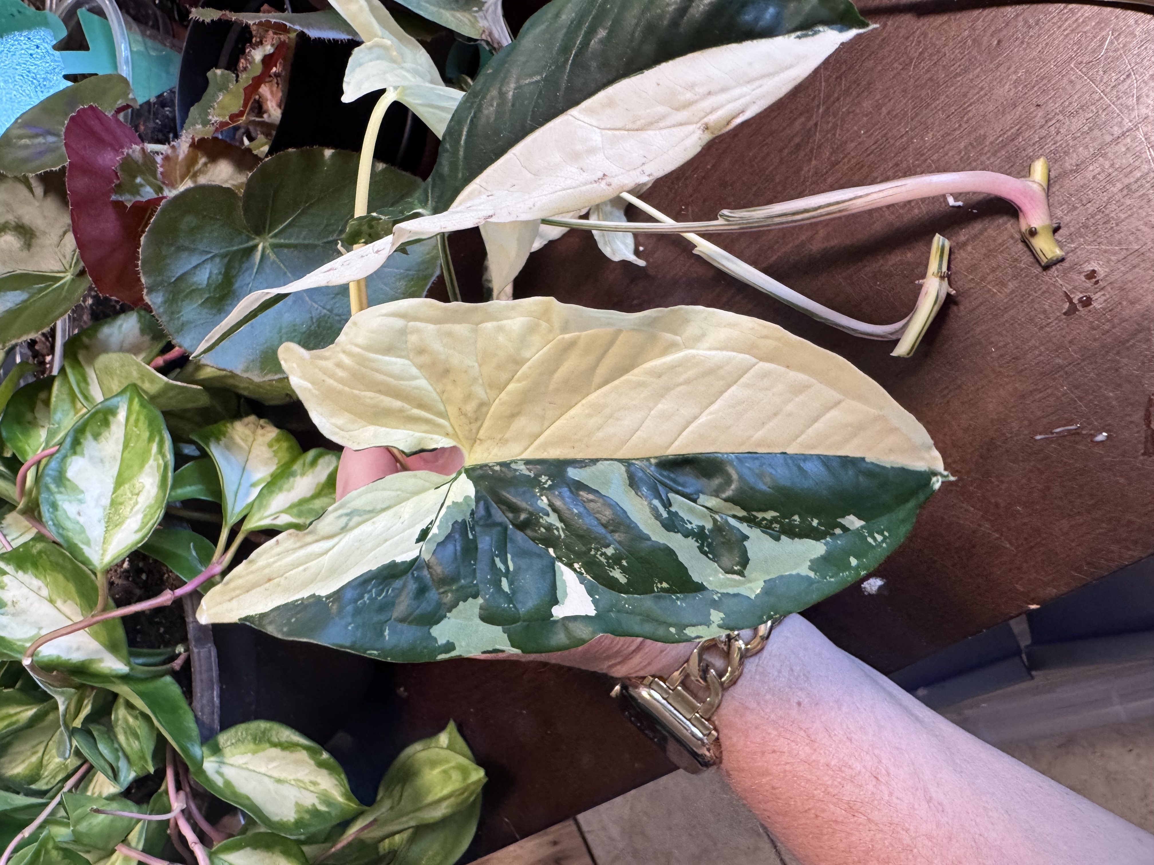 Amanda's Arrowhead Albo cutting with a dramatic half-green, half-cream leaf.