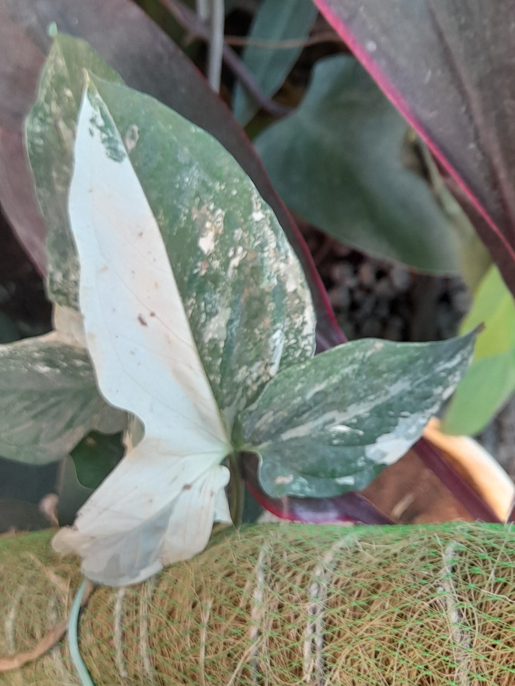 Arrowhead Plant Albo leaf splashed with green and white variegation. Photo by Yercaud-elango, CC BY-SA 4.0.
