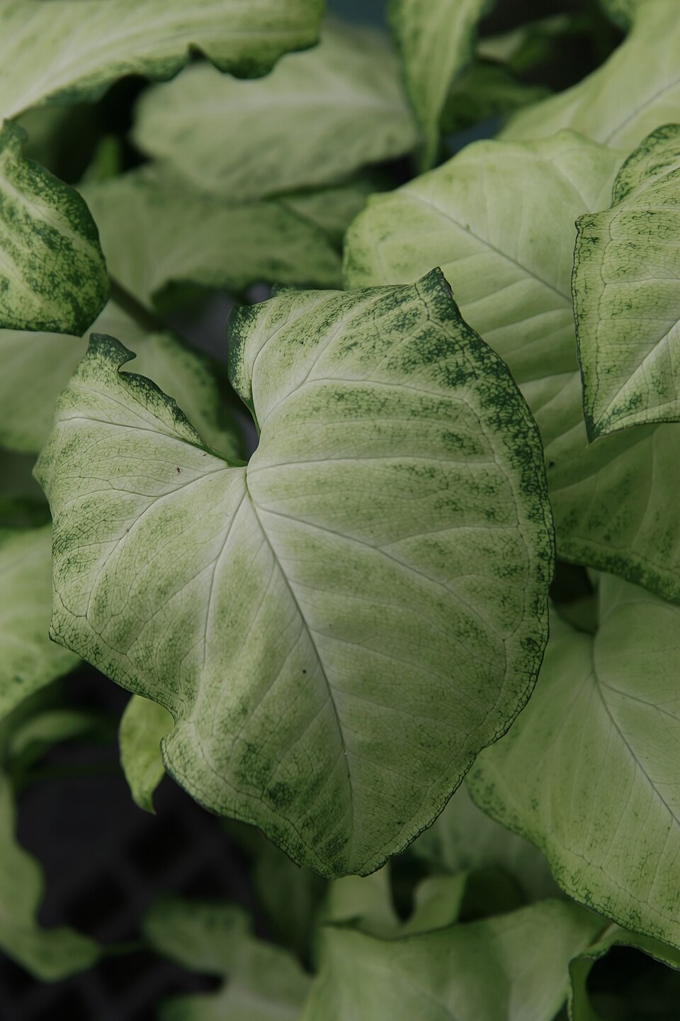 Pale green leaves on a cultivated Arrowhead Plant. Photo by David J. Stang, CC BY-SA 4.0.