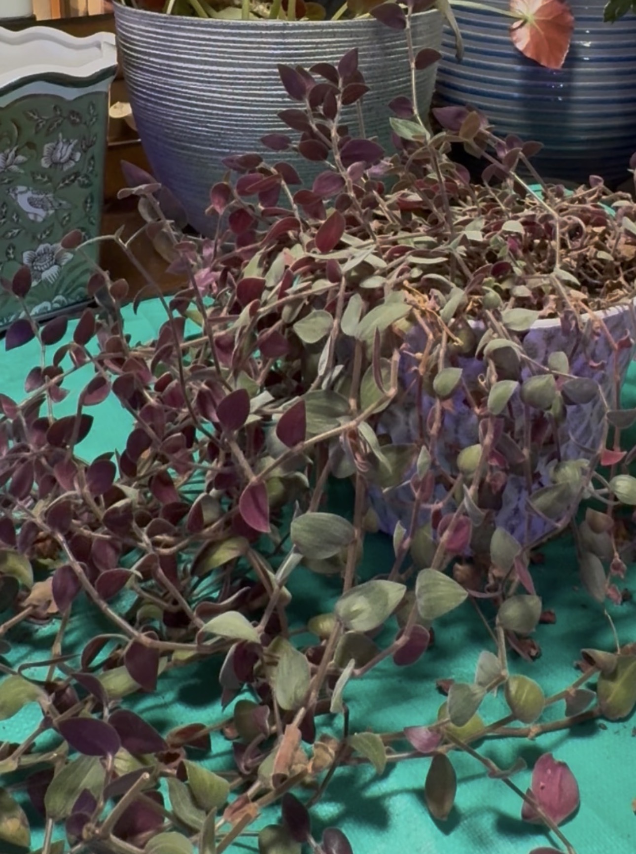 Baby Bunny Bellies vines trailing from a pot, showing green leaves and purple undersides.