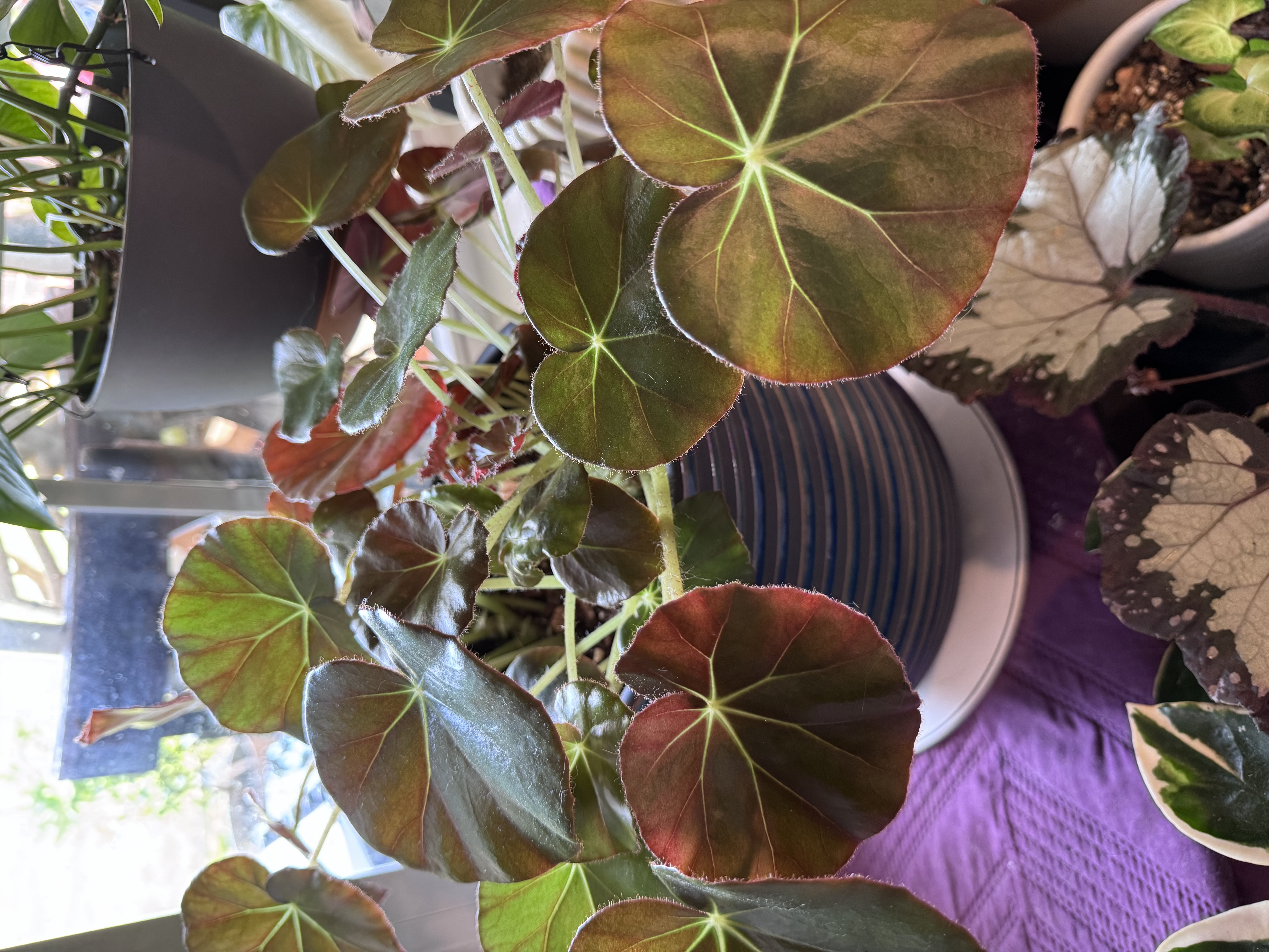 Broad, bronze-green beefsteak begonia leaves clustered above a blue pot.