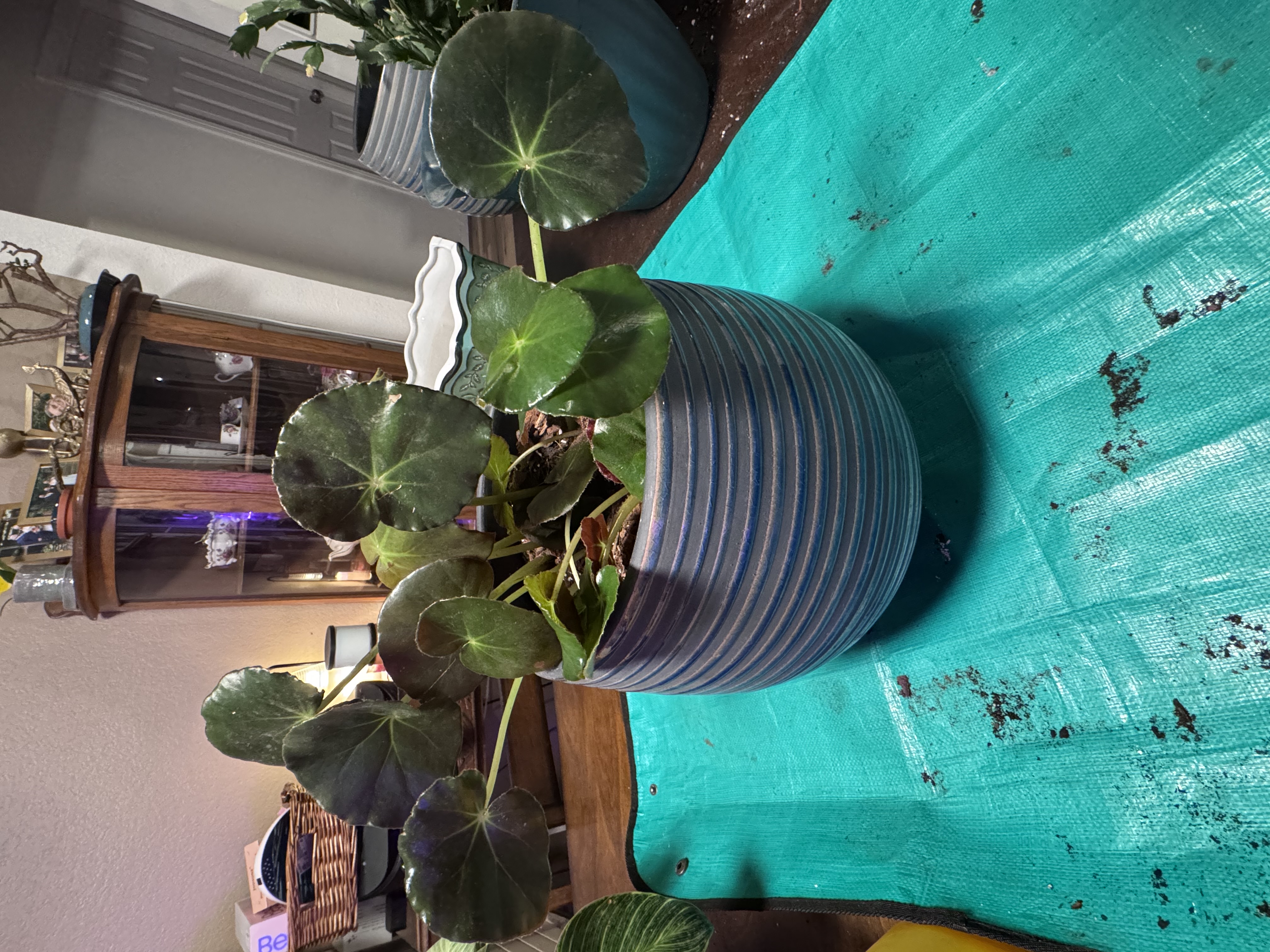 Beefsteak begonia with broad, round dark leaves in a blue pot.