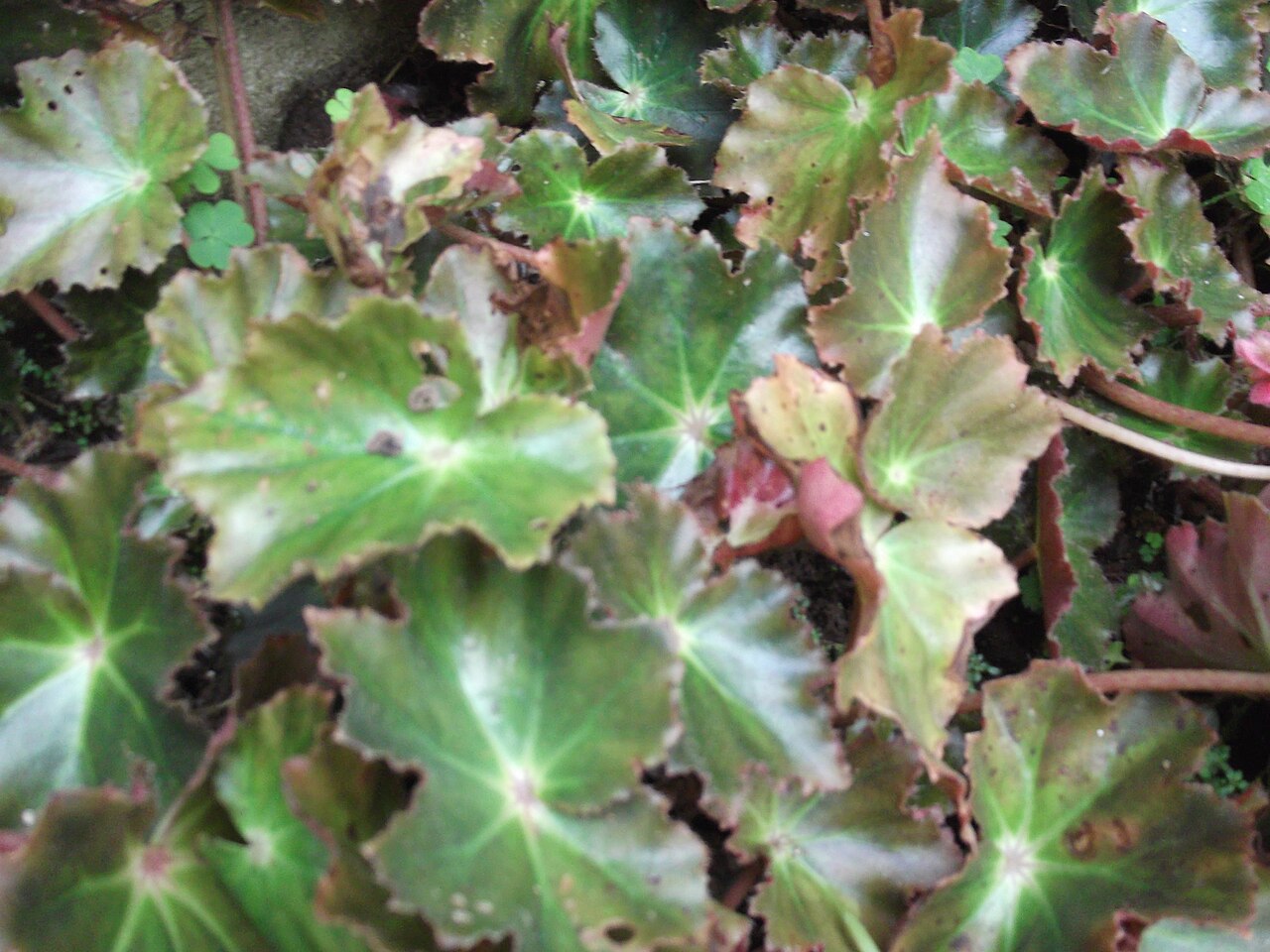 Beefsteak Begonia with rounded green leaves and red undersides. Photo by Yercaud-elango, CC BY-SA 4.0.