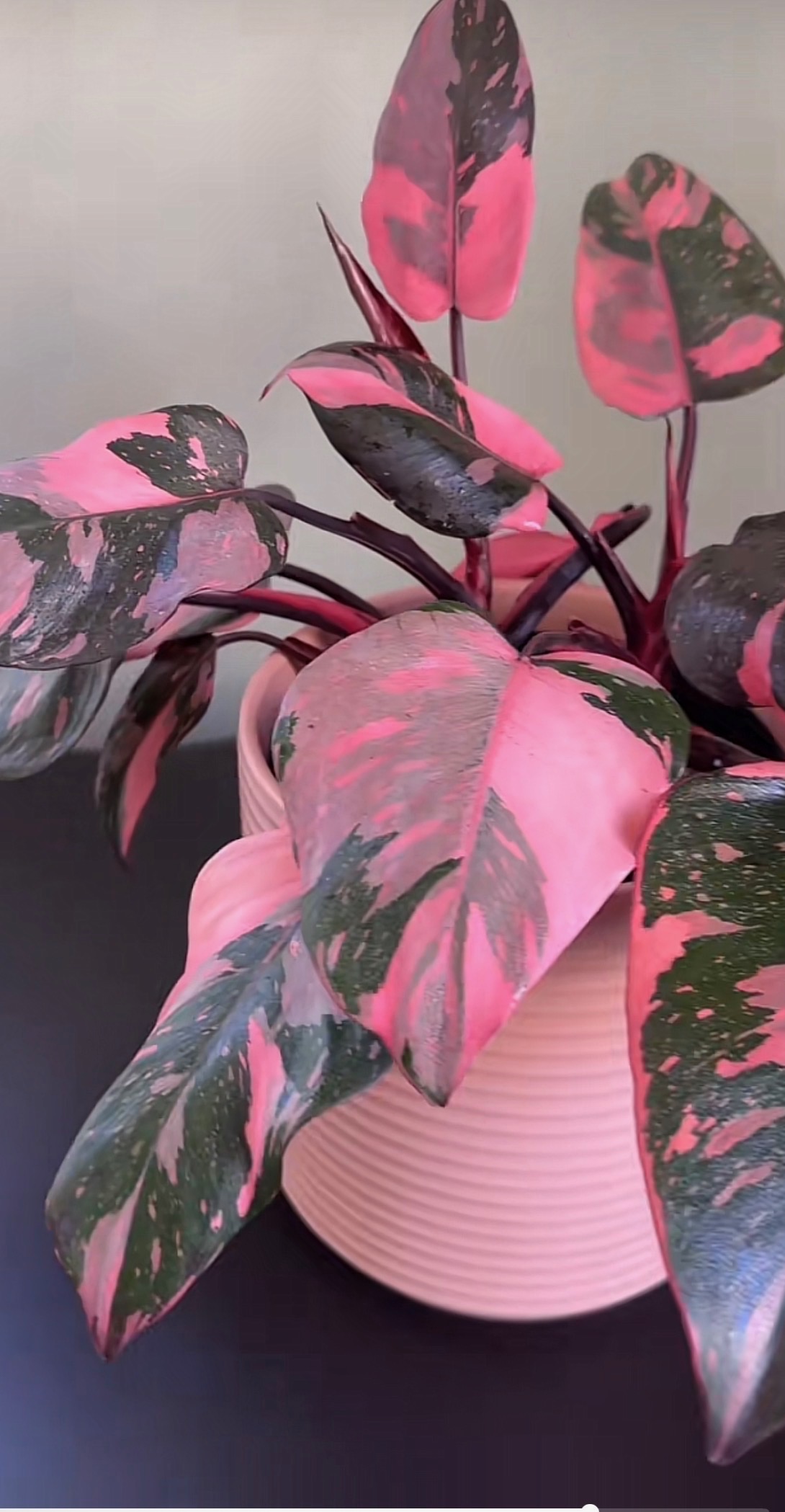 Pink Princess Philodendron with dark leaves and vivid pink variegation. Photo by Cmushore, CC0.