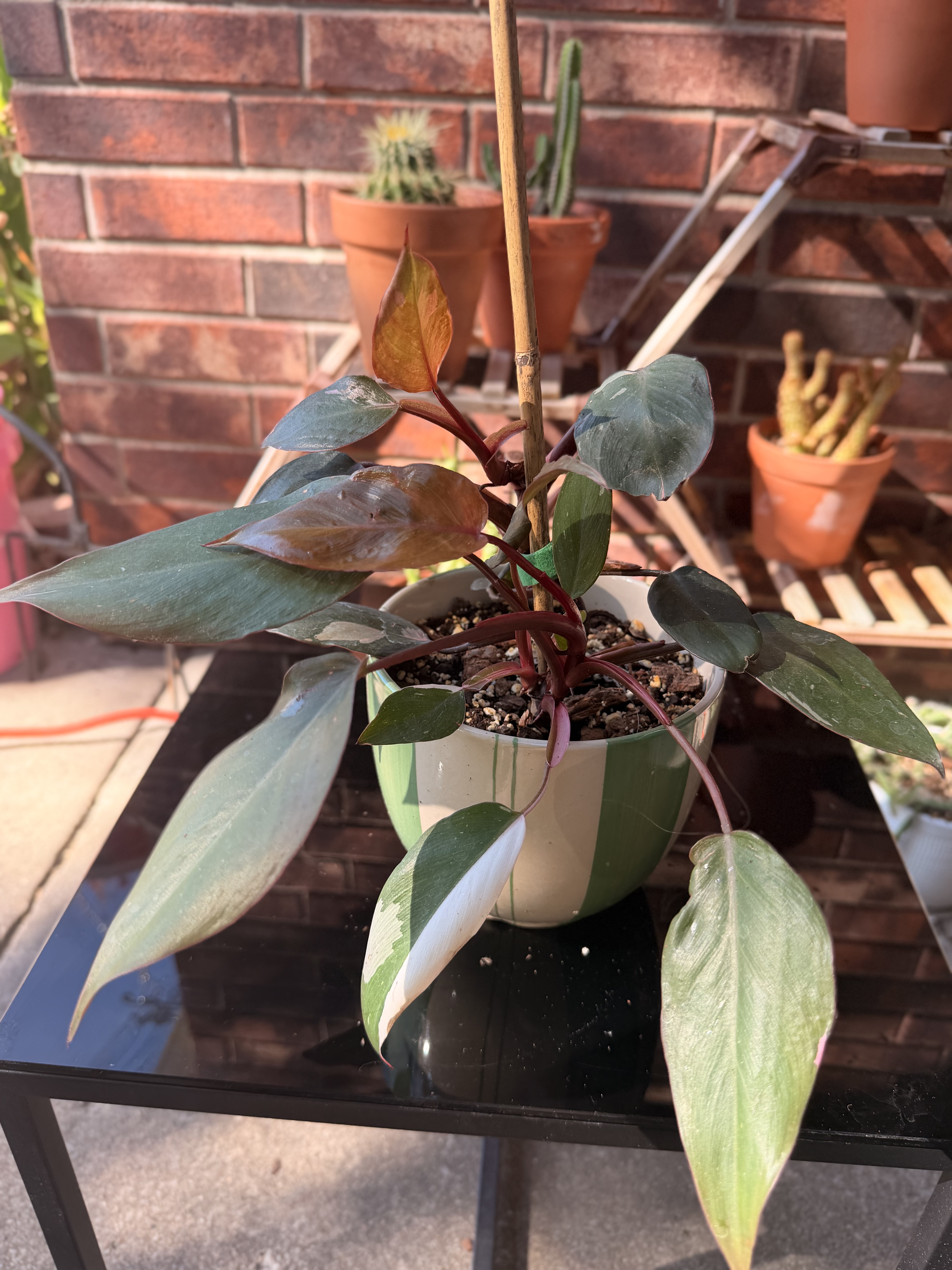 Amanda's Black Cherry Pink Princess in a green striped pot with dark leaves and copper-pink new growth.