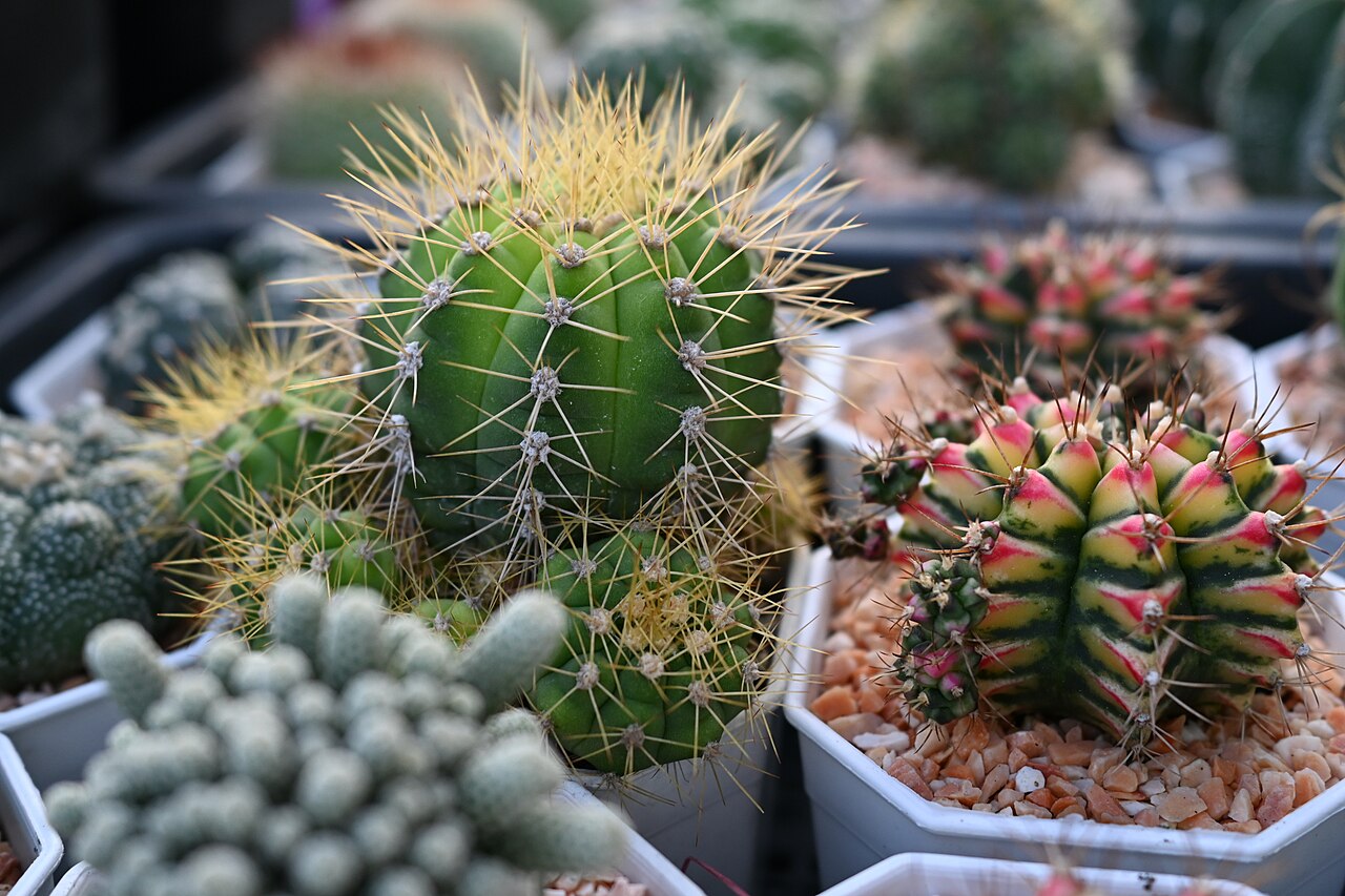 Assorted small potted cacti with varied ribs, spines, and colors. Photo by Pattaya Patrol, CC BY-SA 4.0.