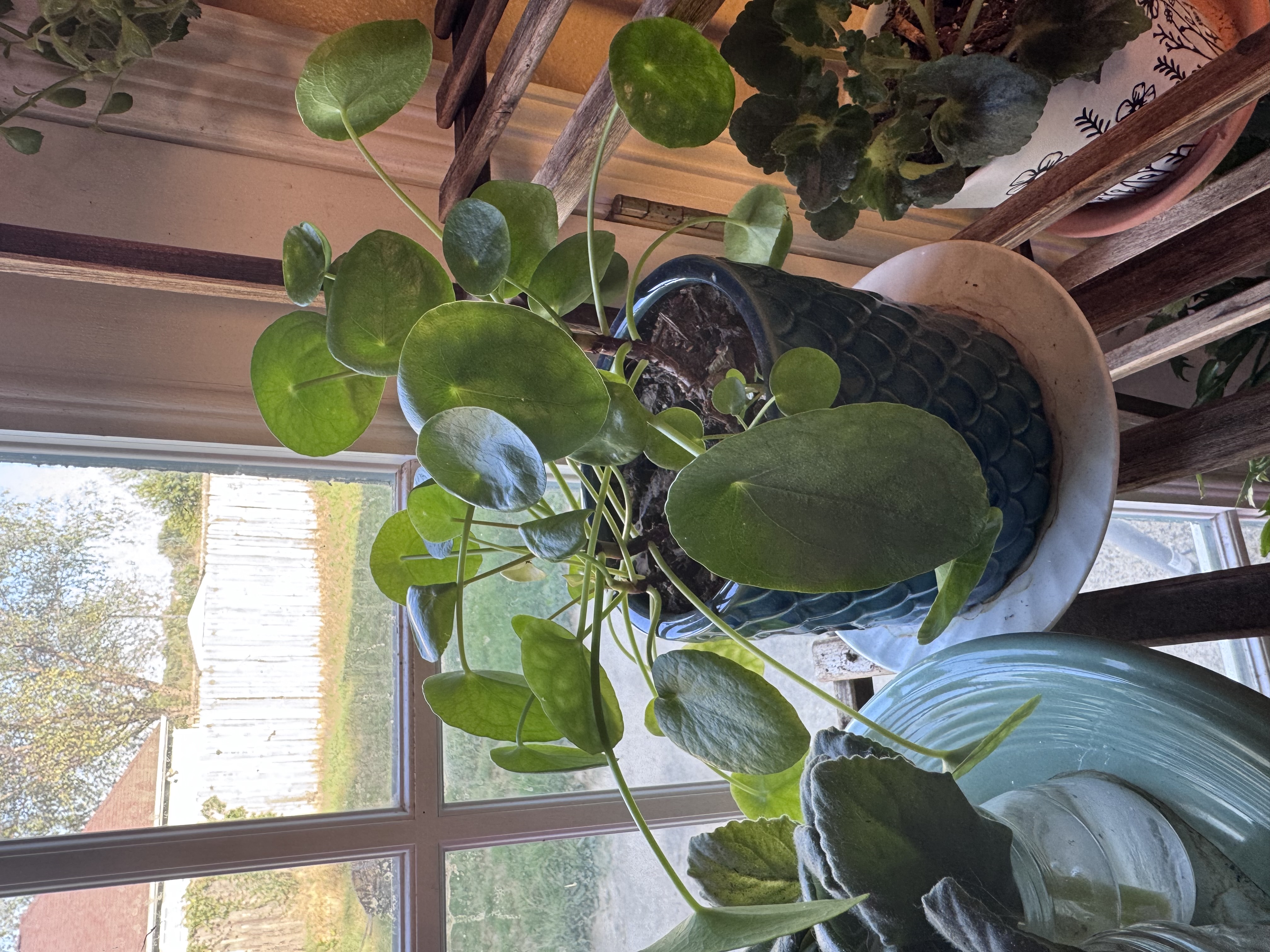 Amanda's Chinese money plant with round green leaves in a blue pot beside a window.