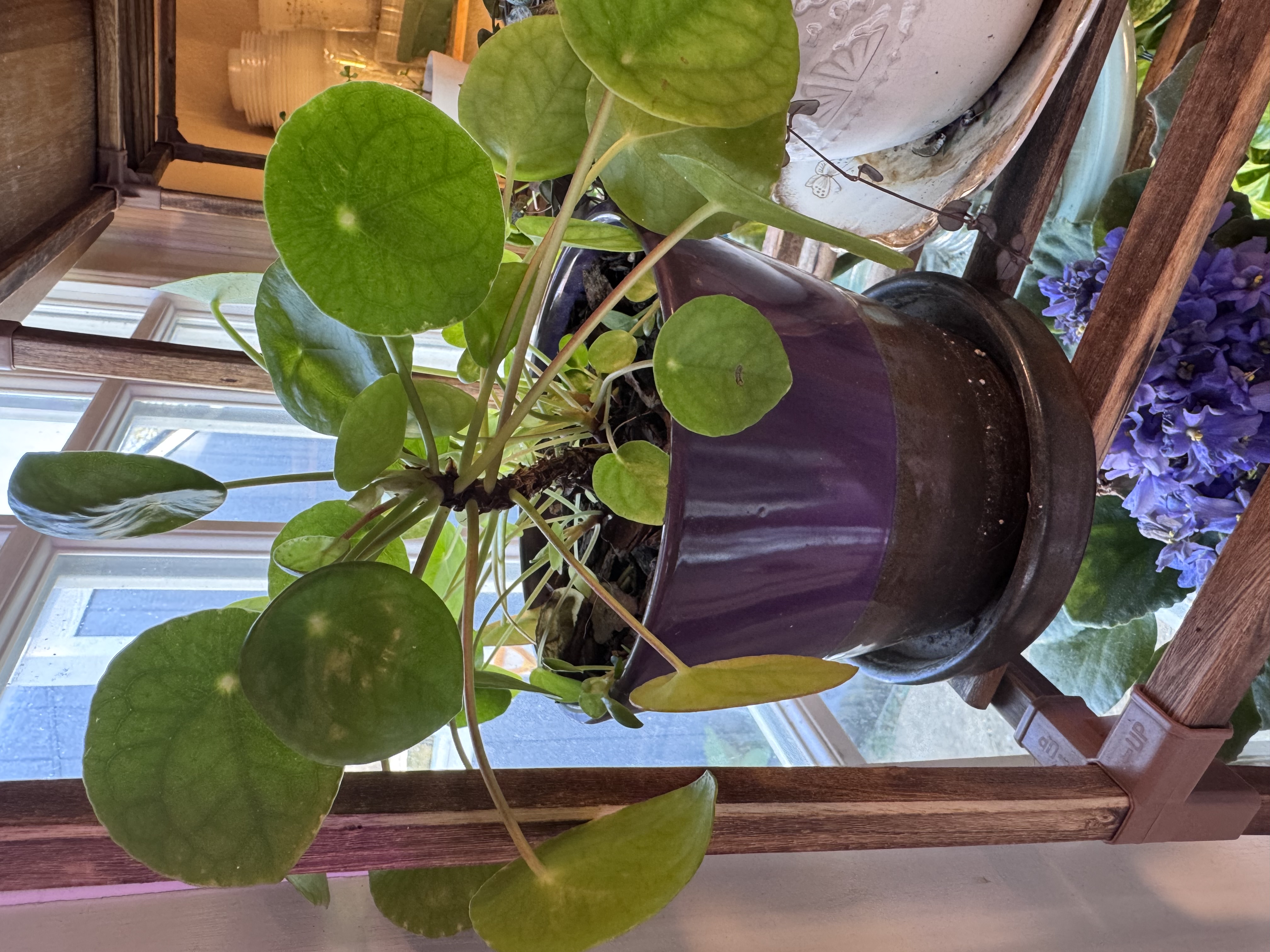 Amanda's Chinese money plant with round leaves growing from a purple pot.