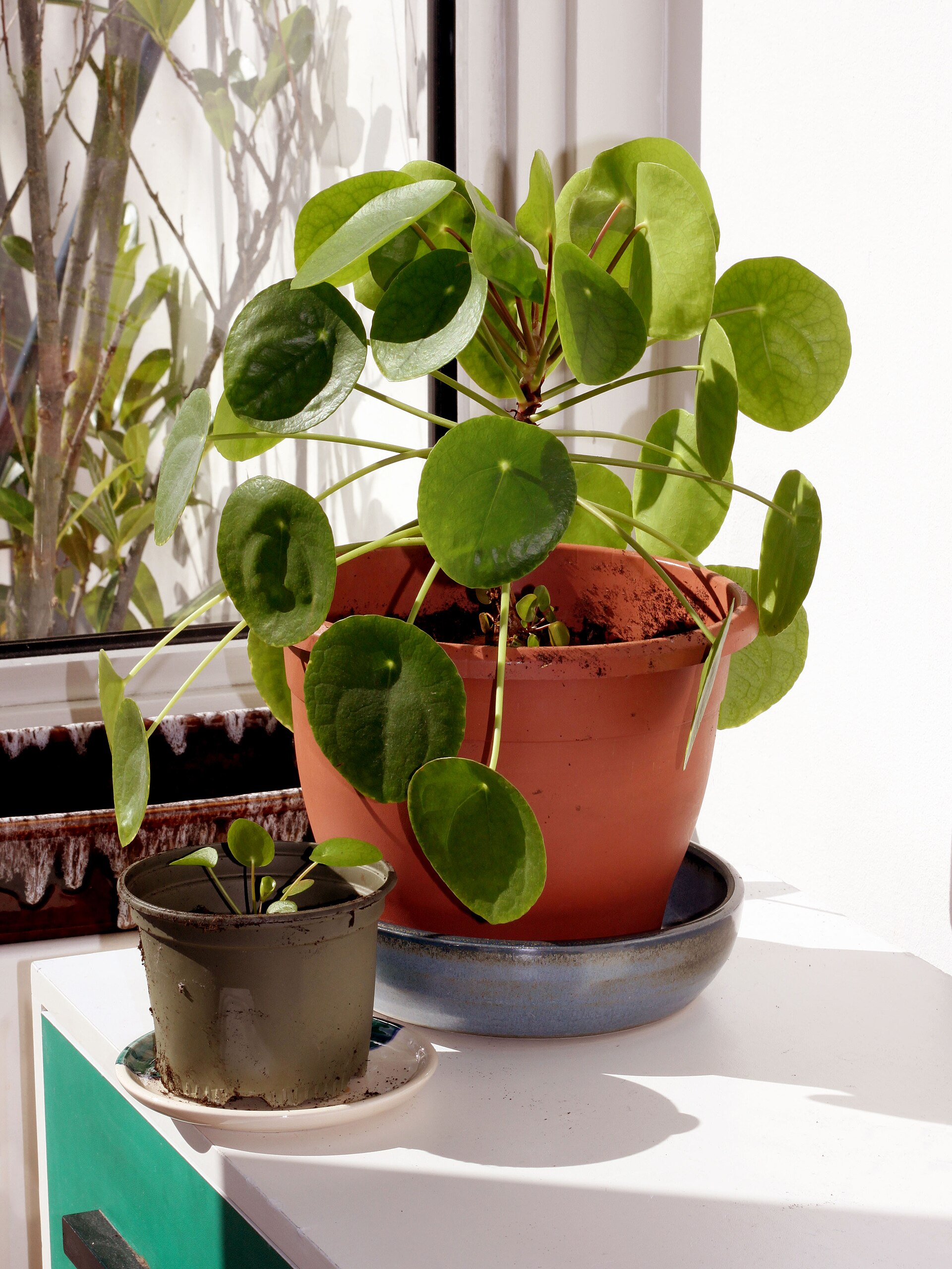 Mature Chinese money plant beside a young plant with round green leaves.