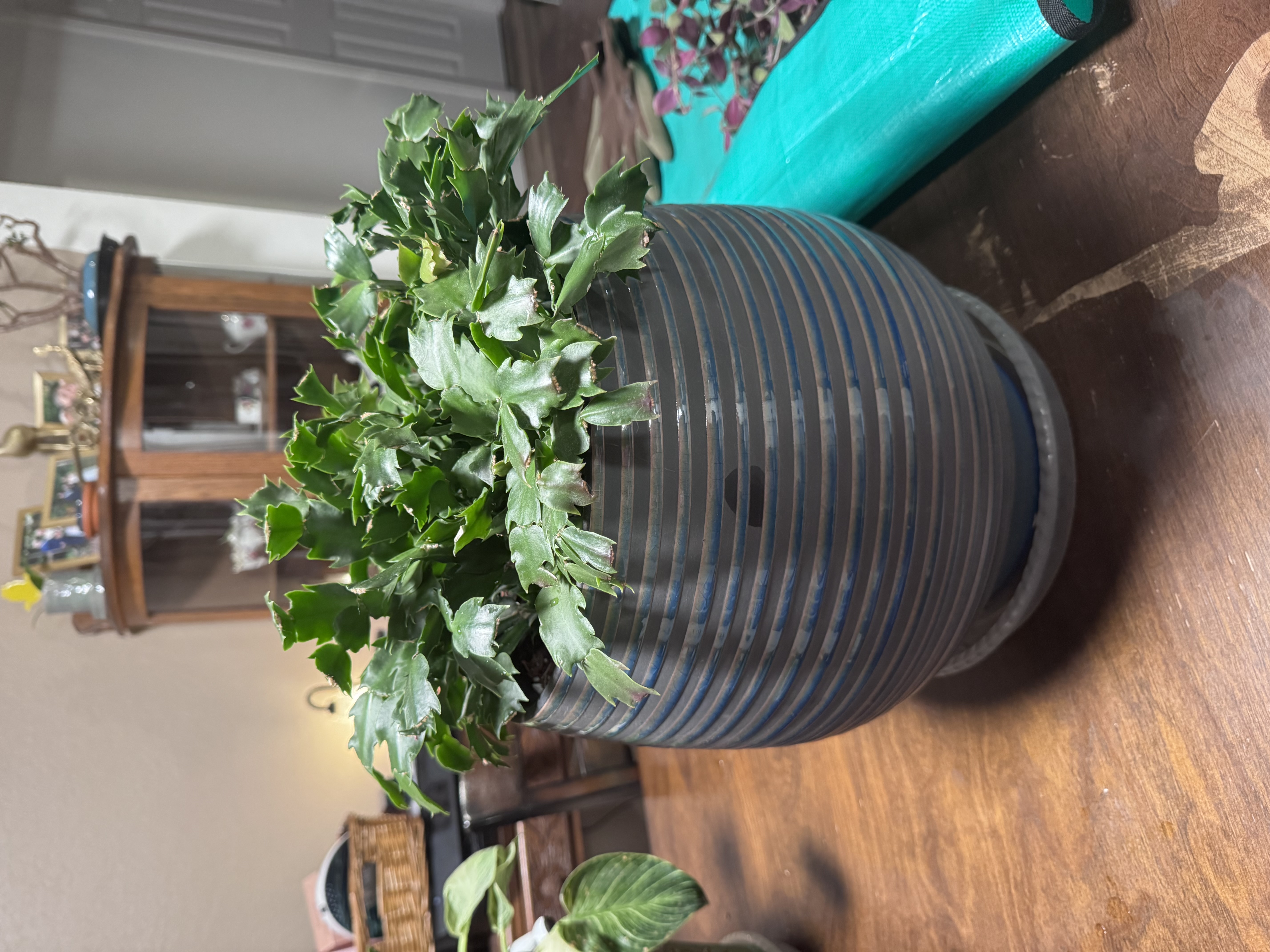 Mature Christmas cactus with dense green segmented stems in a blue ceramic planter.