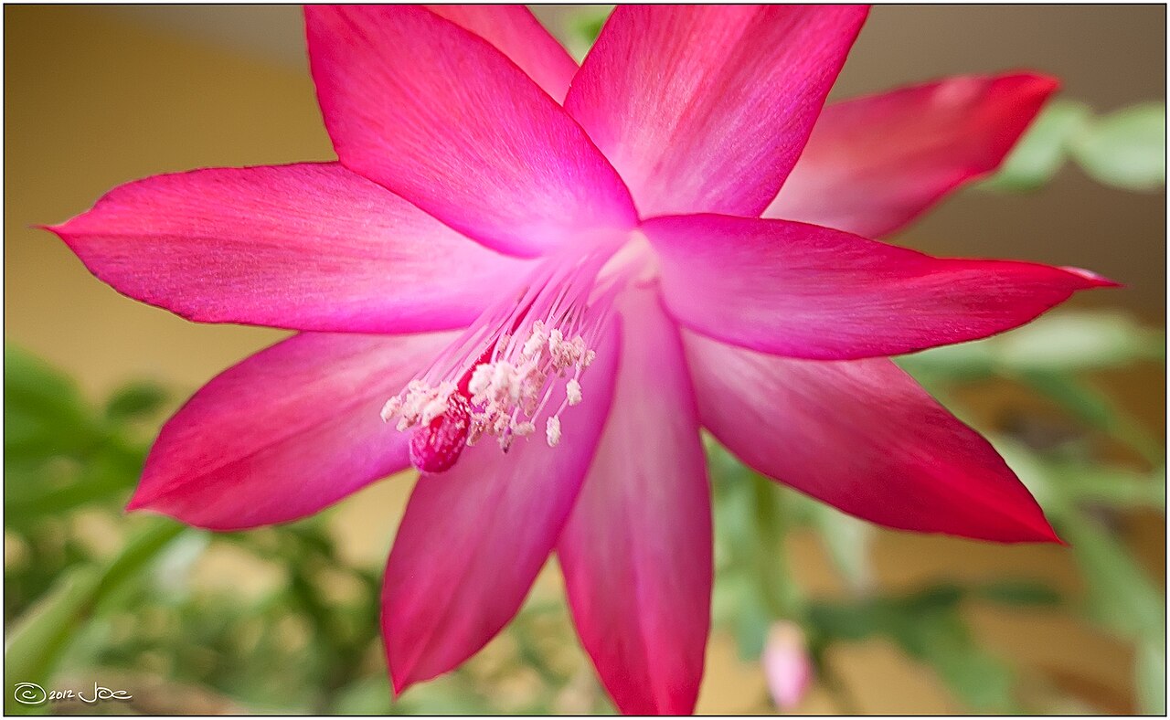 Bright pink Christmas Cactus flower with green segmented stems behind it. Photo by Mustang Joe, CC0.