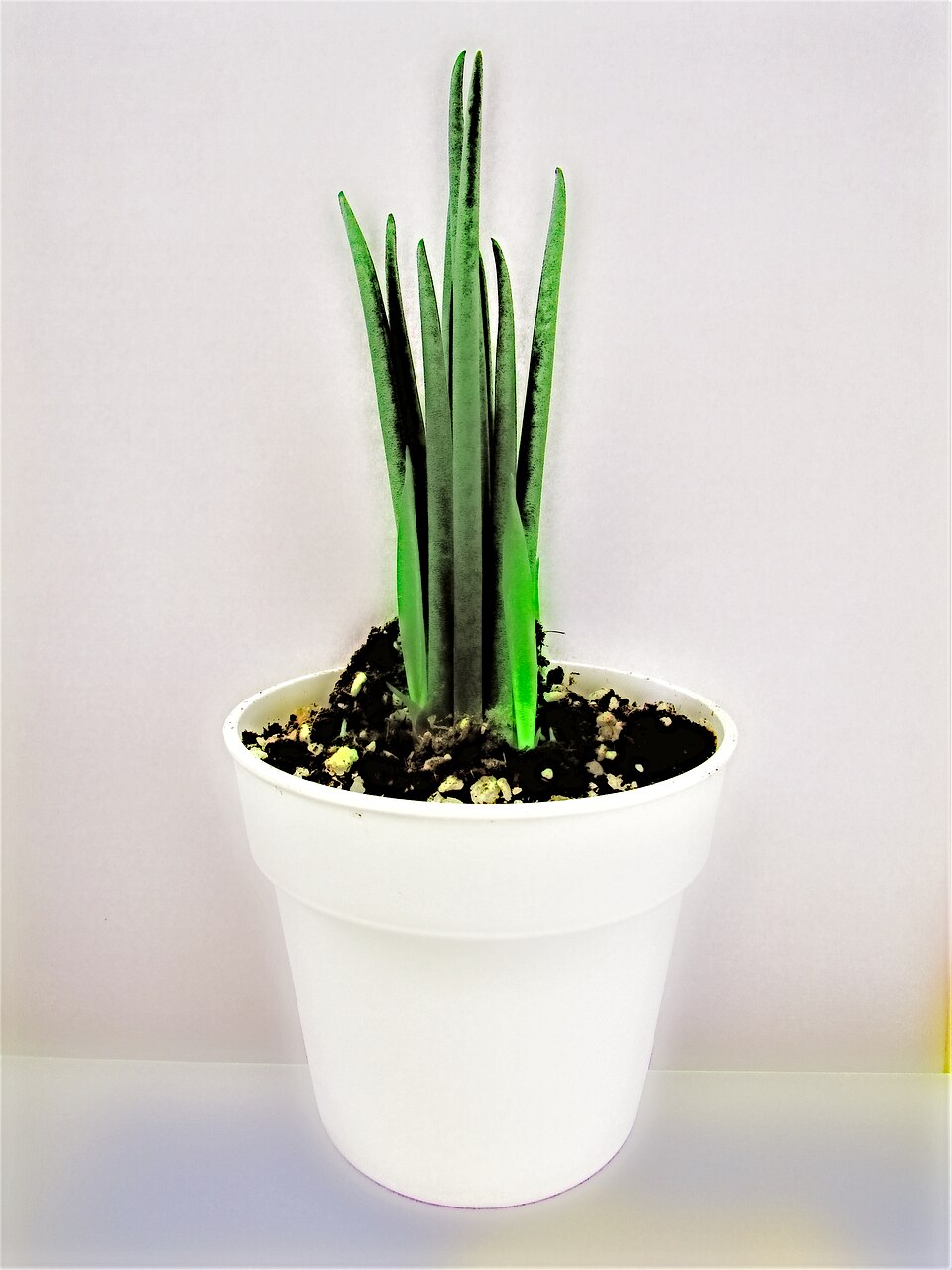 Young Cylindrica Snake Plant with upright round green leaves in a white pot. Photo by Dandy1022, CC BY-SA 4.0.