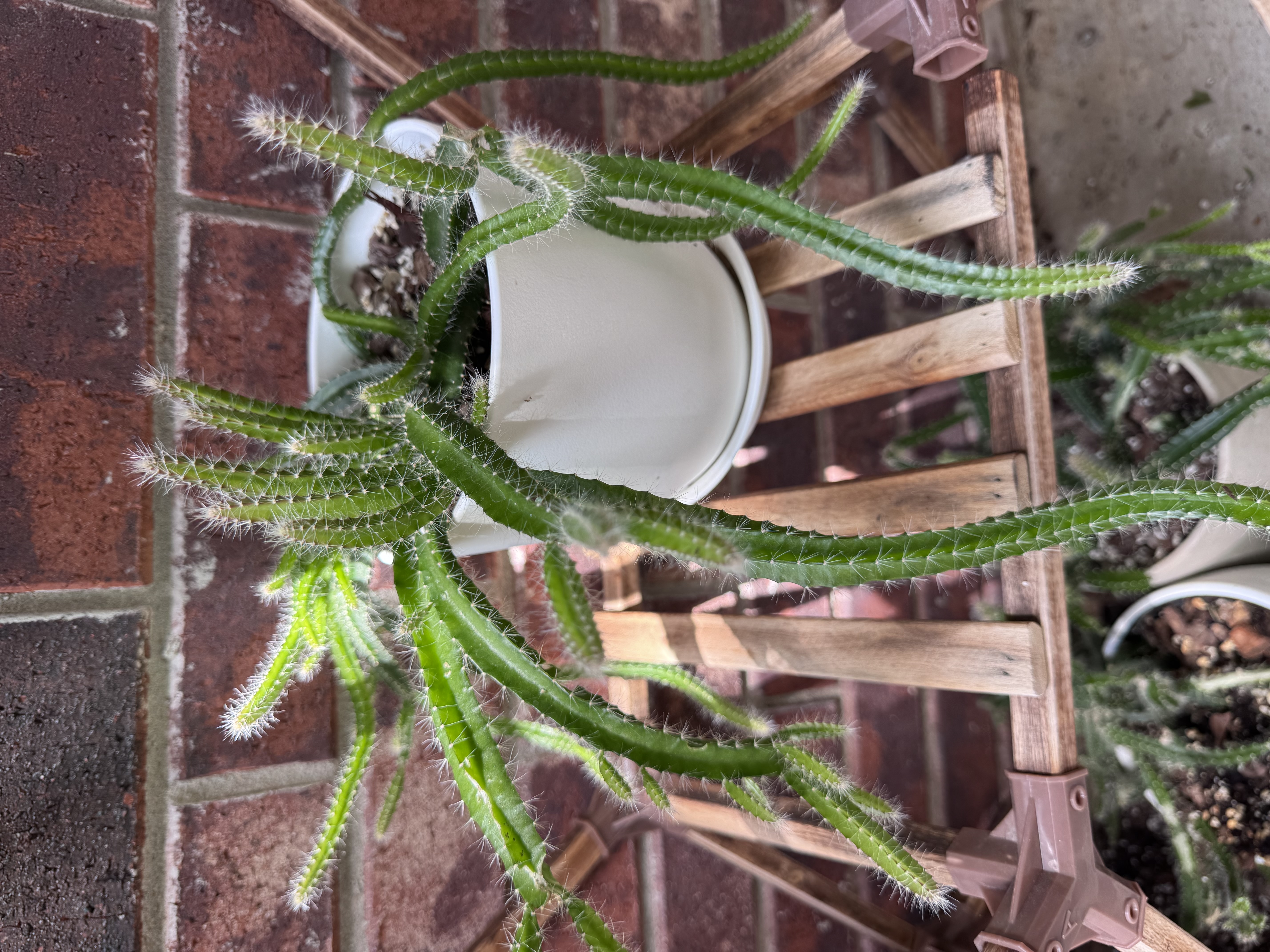 Amanda's Dog Tail Cactus with fresh, spiny green stems growing from a white pot beside a brick wall.