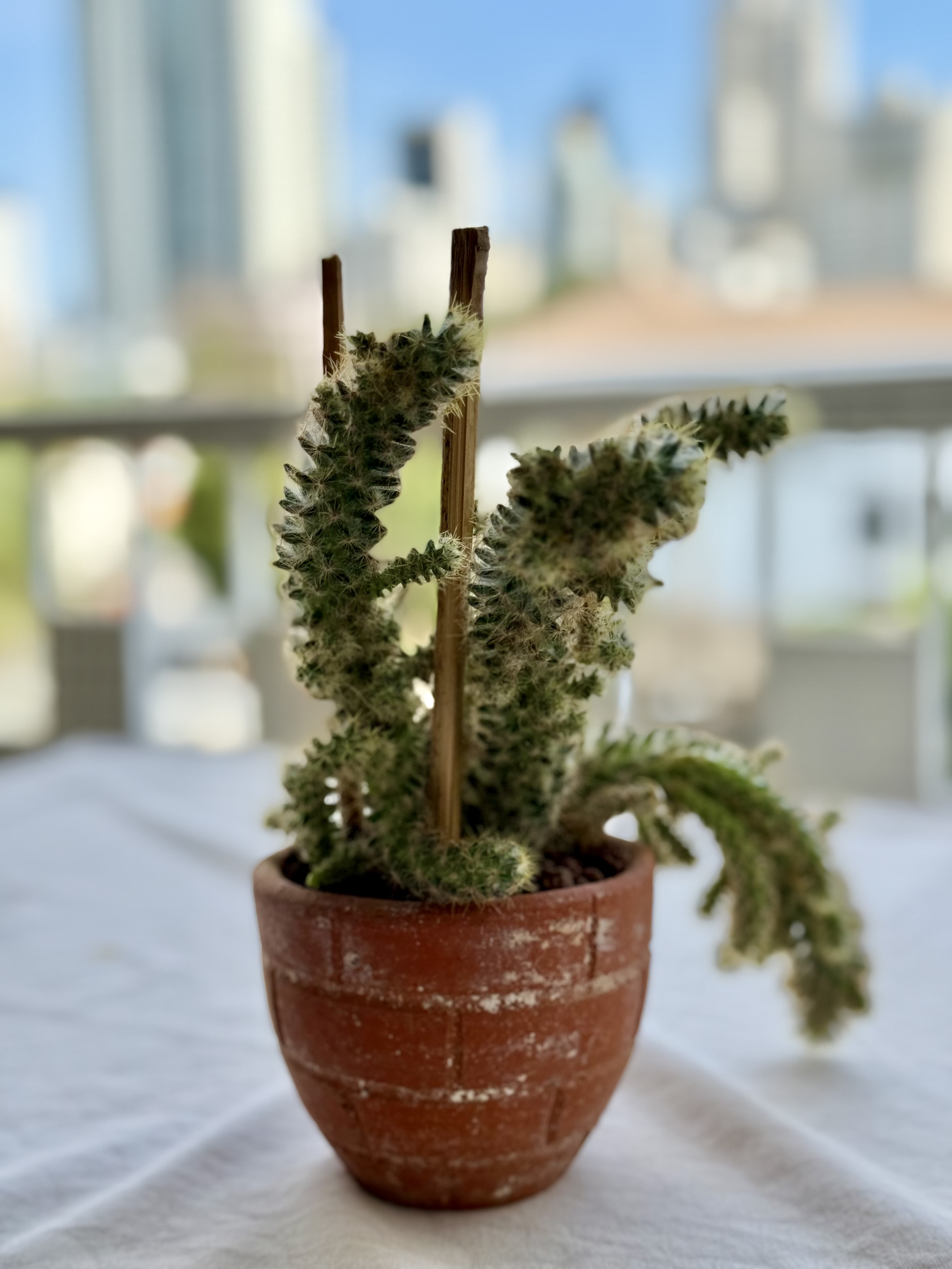 Young Dog Tail Cactus with long, twisting spiny stems in a clay pot. Photo by Slyronit, CC BY-SA 4.0.