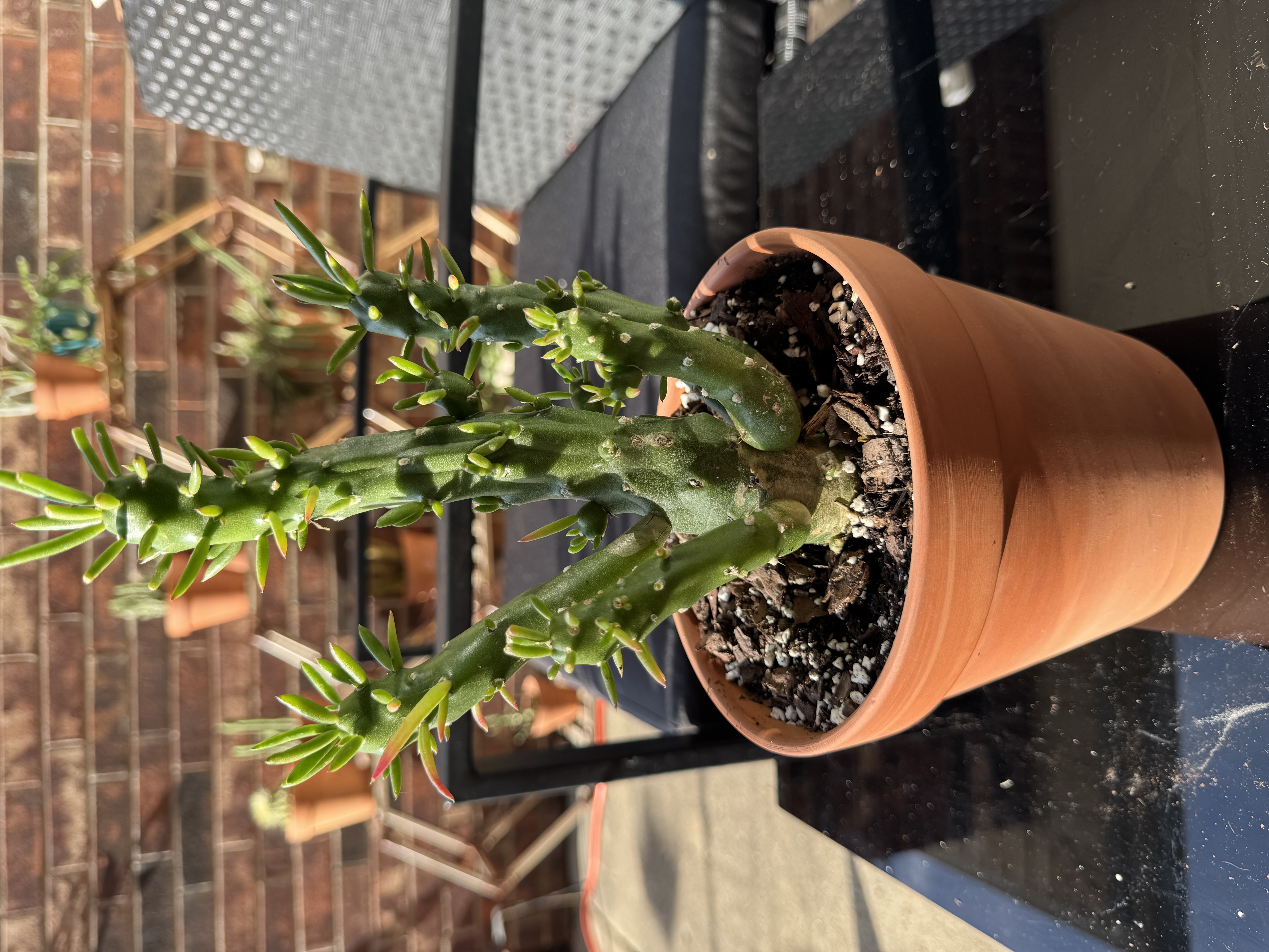 Amanda's Eve's Needle Cactus in a terracotta pot with fresh, pointed green leaves emerging from its upright stems.
