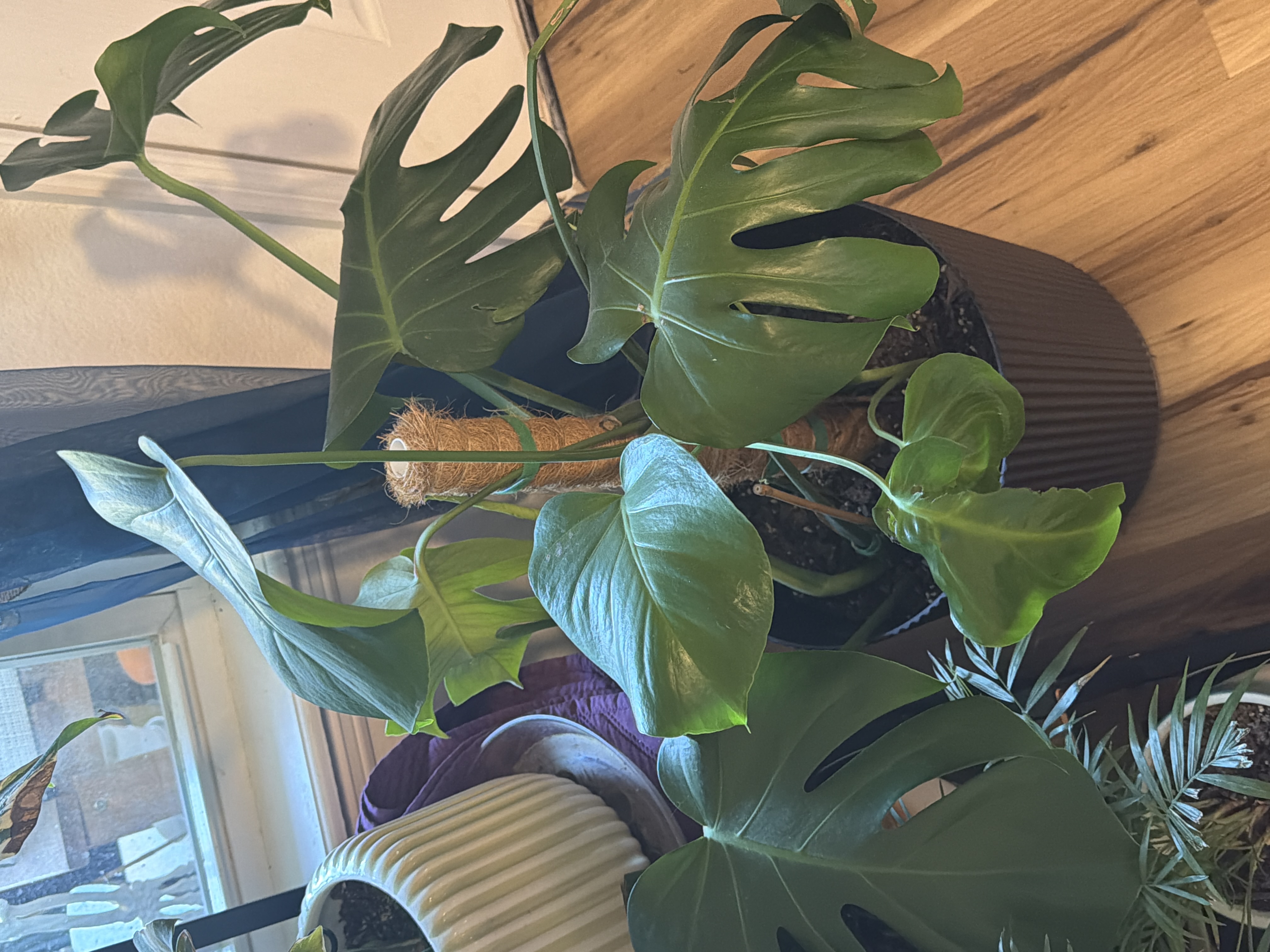 Large, split green leaves on the Green Monster Monstera.