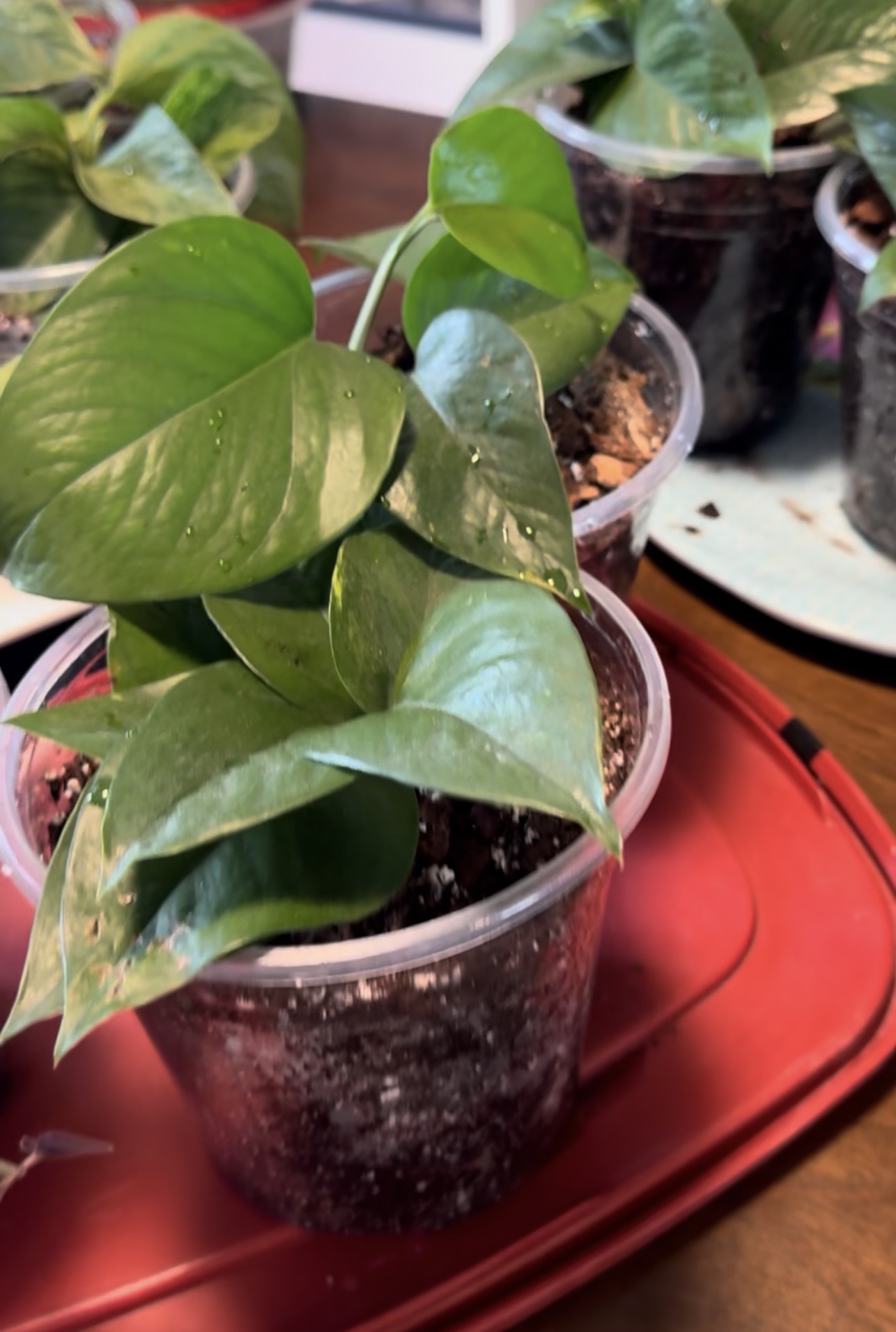 Healthy standard green pothos growing in a clear nursery pot at Rooted Craft Co.