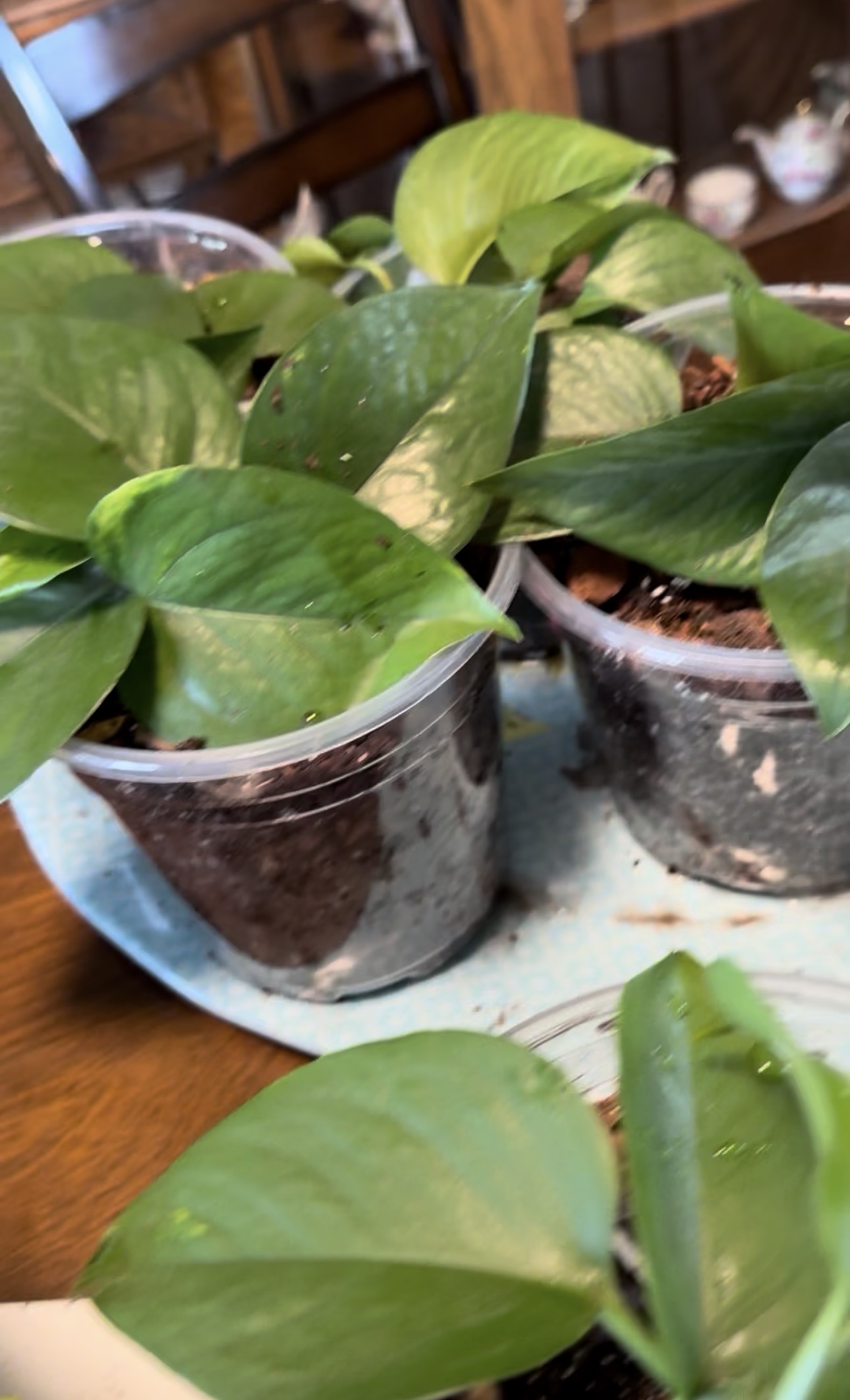 Two healthy standard green pothos starts in clear nursery pots.