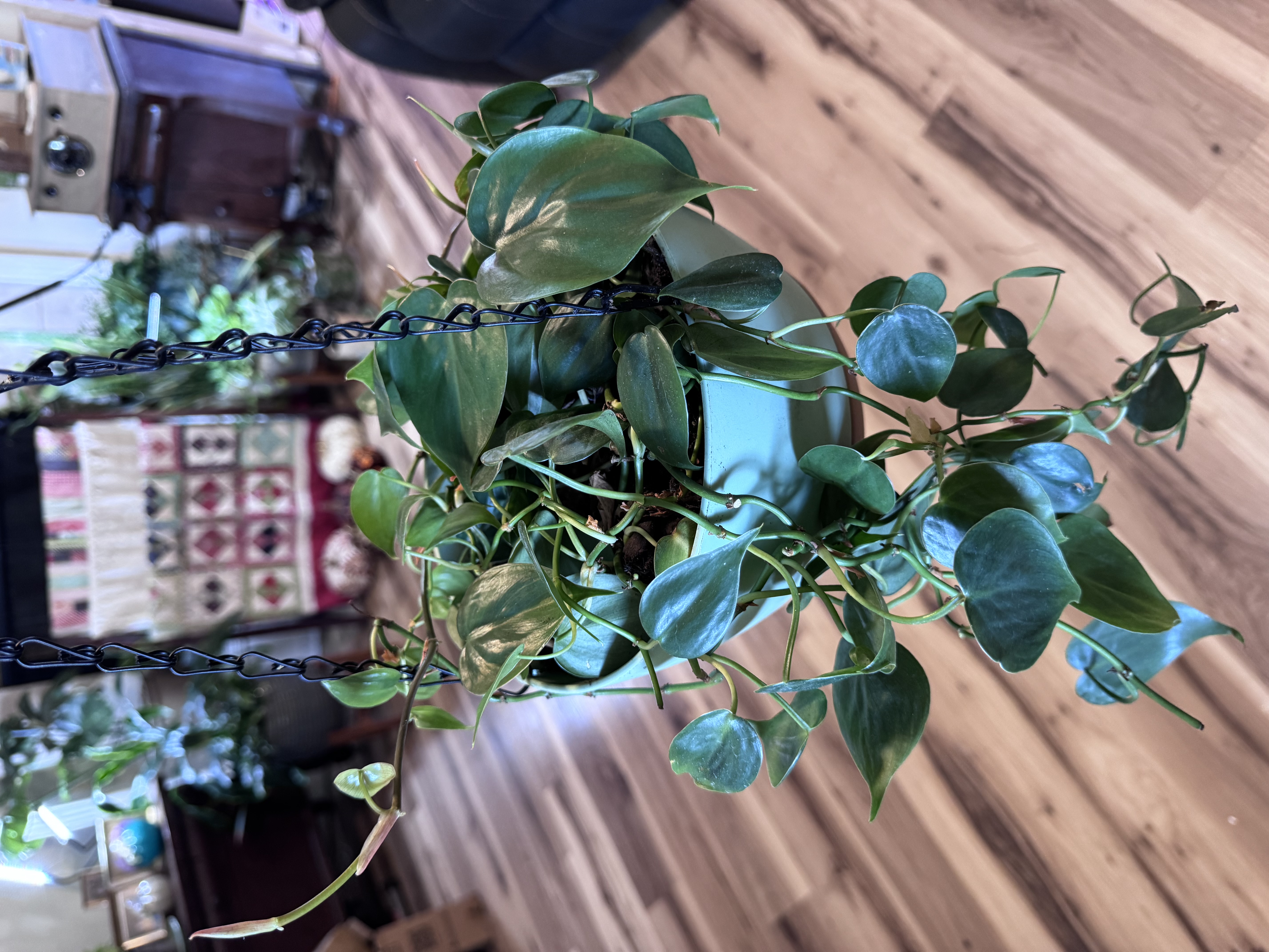 Amanda's heartleaf philodendron trailing from a teal hanging basket indoors.