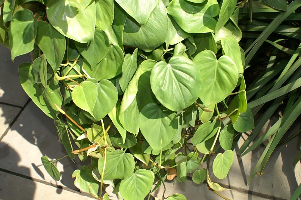 A trailing Heartleaf Philodendron covered in glossy green, heart-shaped leaves. Photo by David J. Stang, CC BY-SA 4.0.