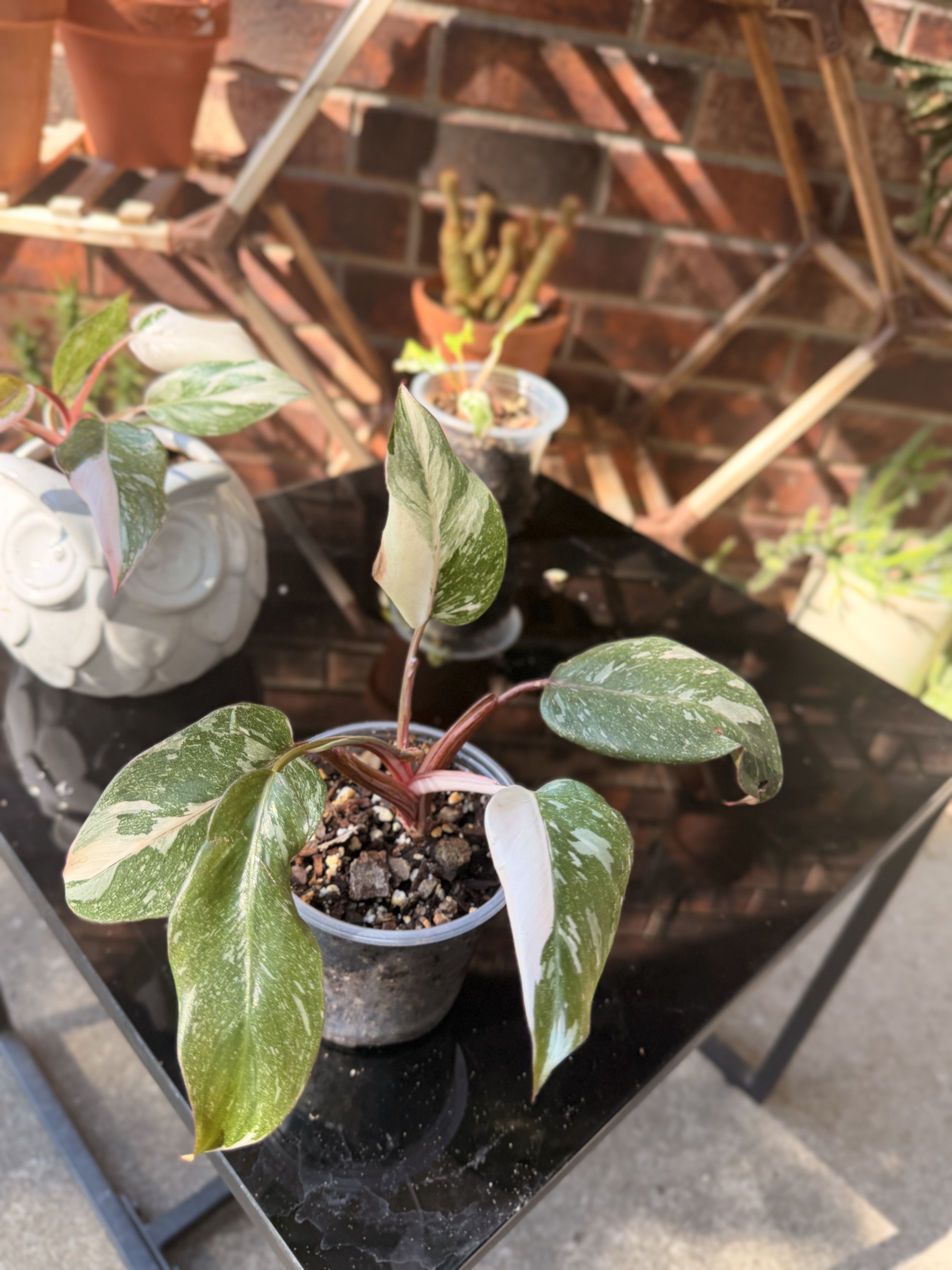 A Marble Pink Princess propagation in a clear pot with green leaves streaked and flecked in cream.