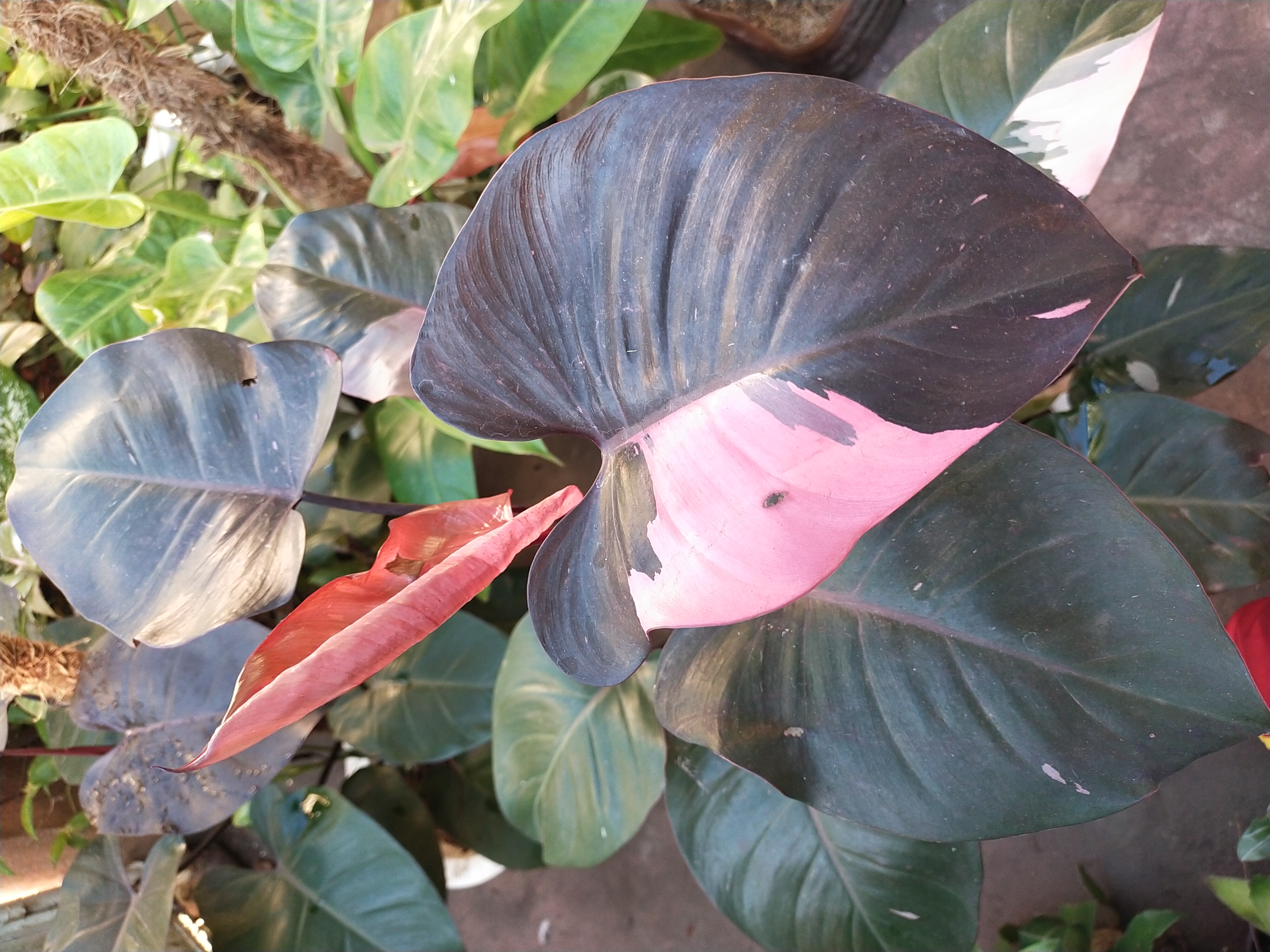 Pink Princess Philodendron with dark leaves marked in pink. Photo by Srikandi73, CC BY-SA 4.0.