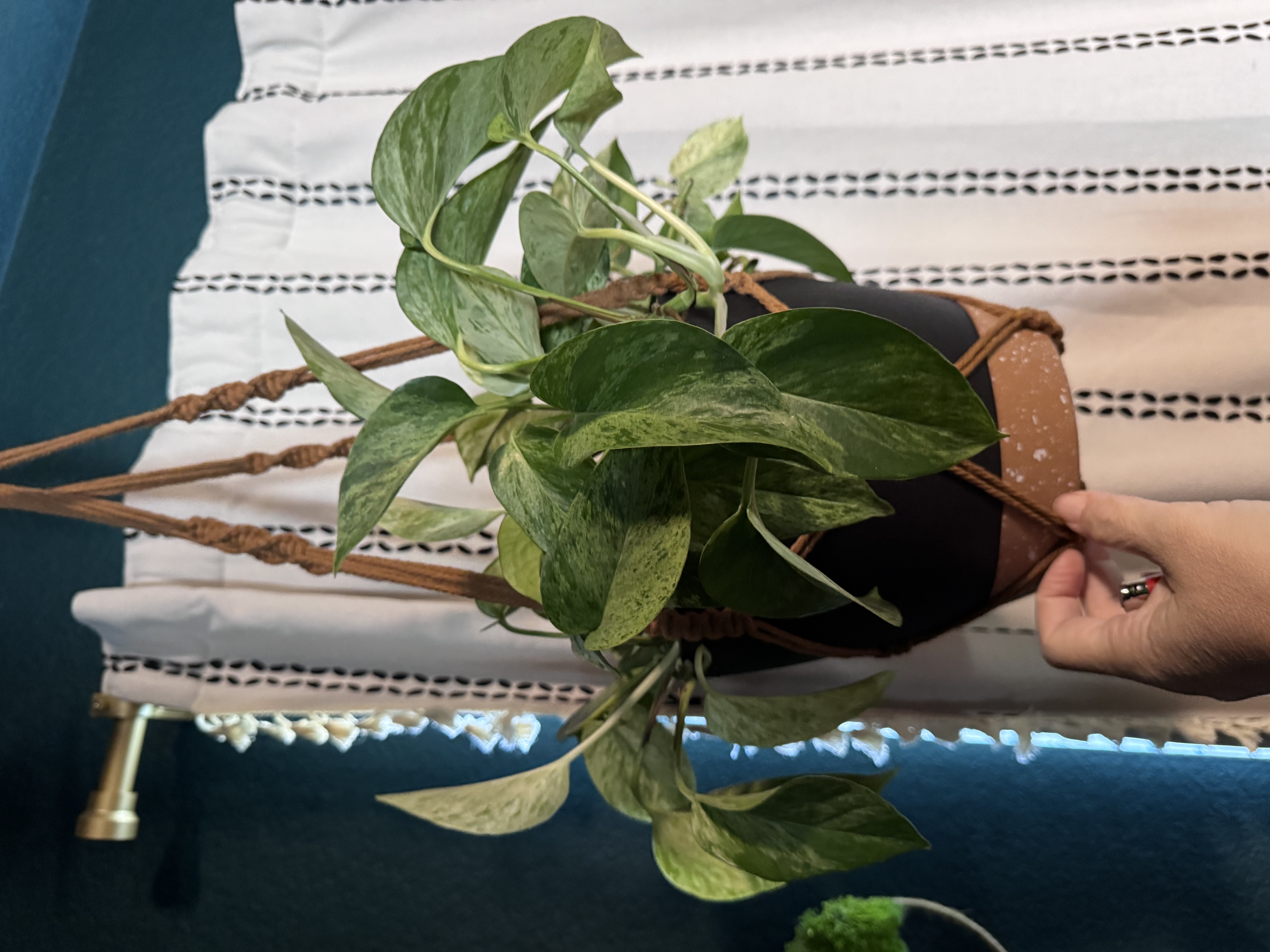 Amanda's prolific Marble Queen Pothos mother plant in a hanging planter, with marbled green-and-cream leaves.
