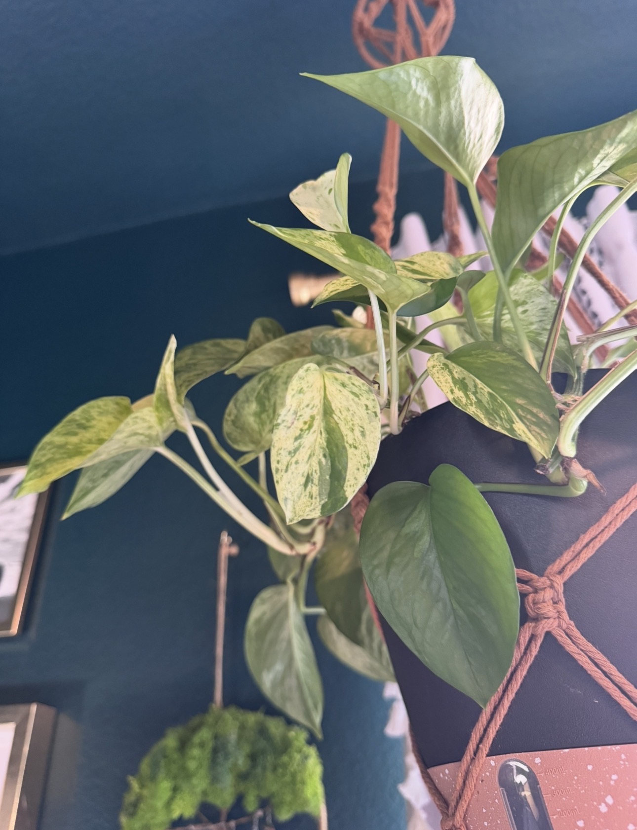 Cream-and-green marbled leaves on Amanda's Marble Queen Pothos mother plant.