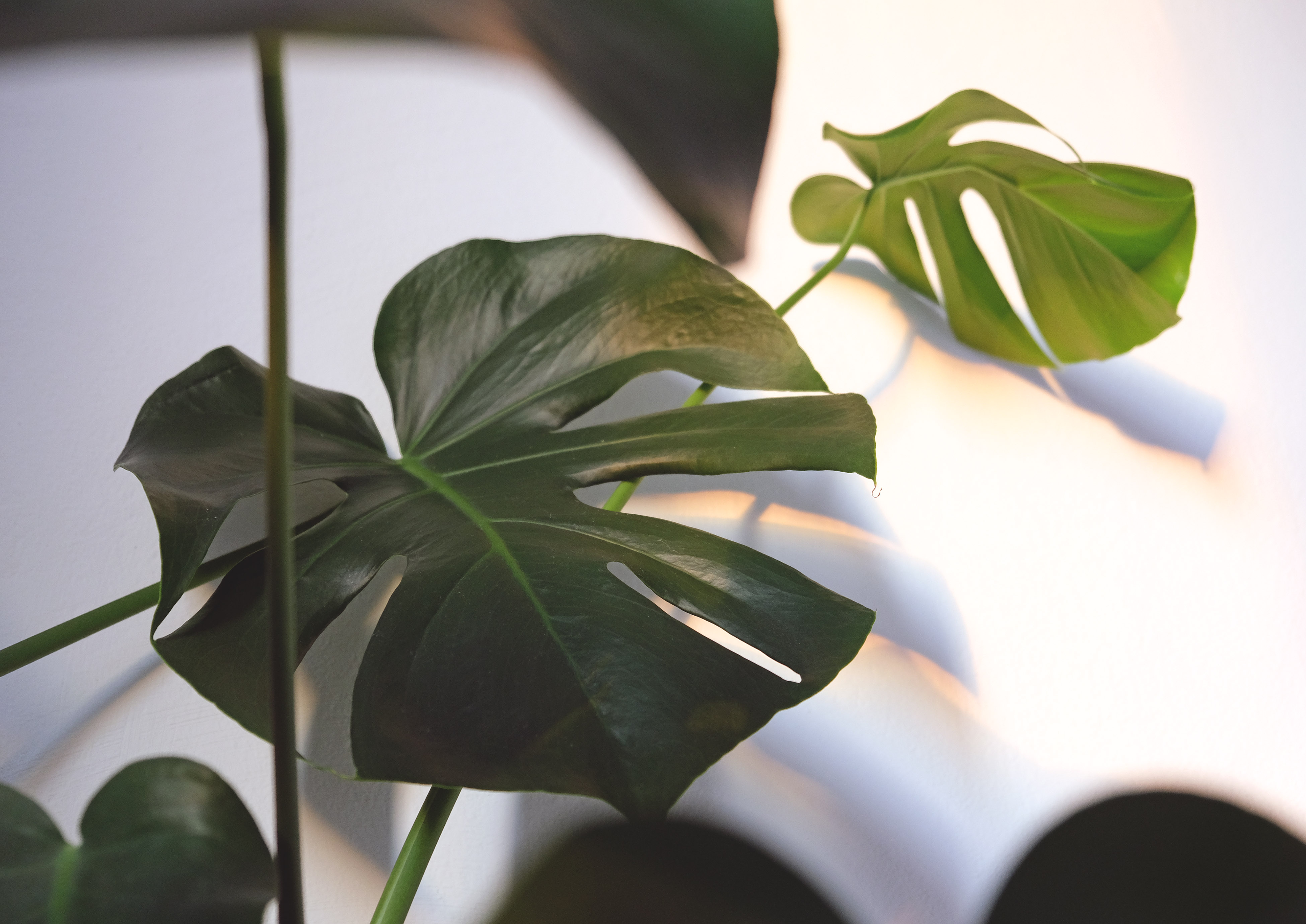 Large split Monstera leaves growing indoors. Photo by kallerna, CC BY-SA 4.0.