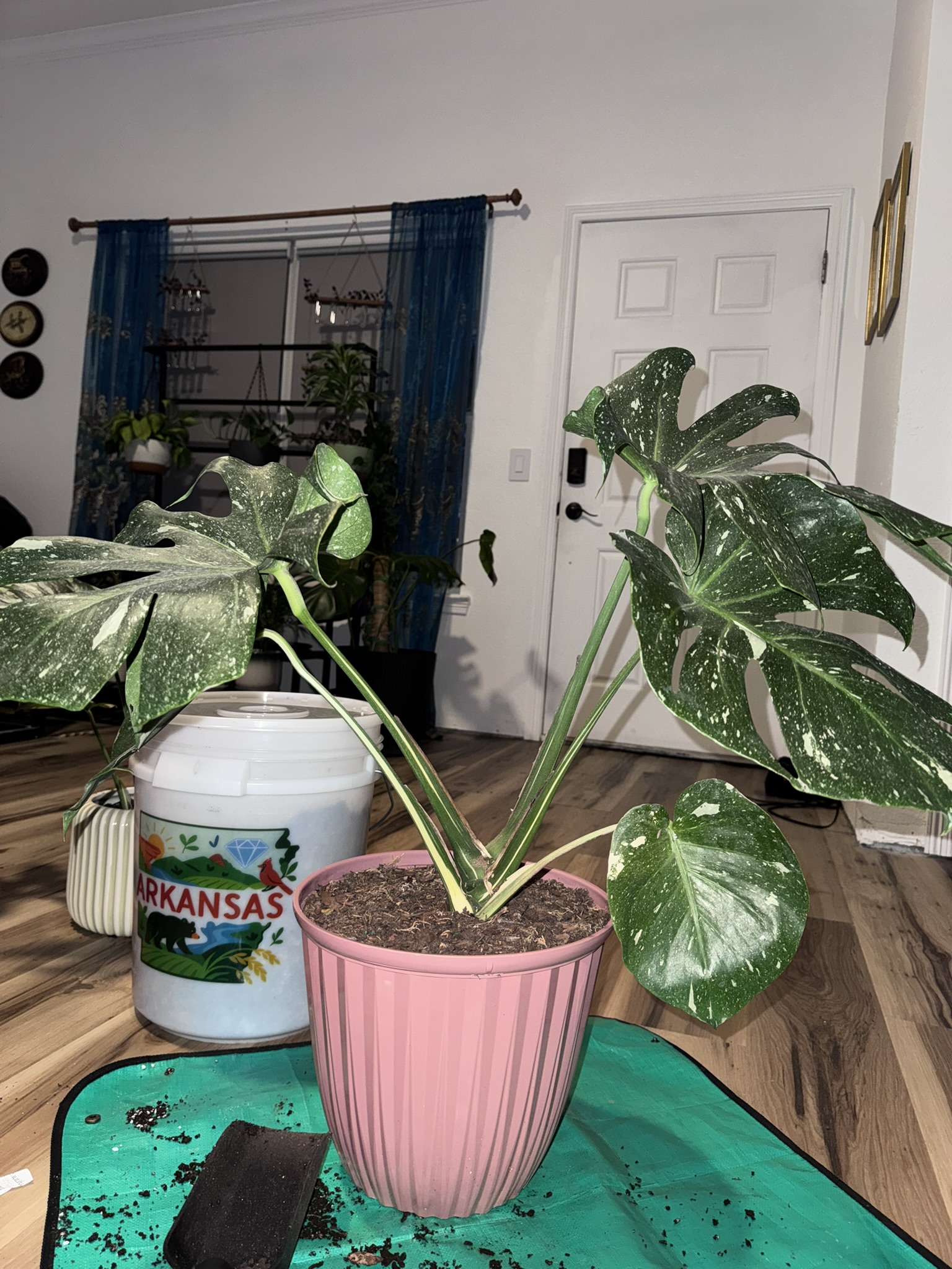 Mother of Thai, Amanda's mature Thai Constellation Monstera with large cream-speckled, fenestrated leaves in a pink pot.