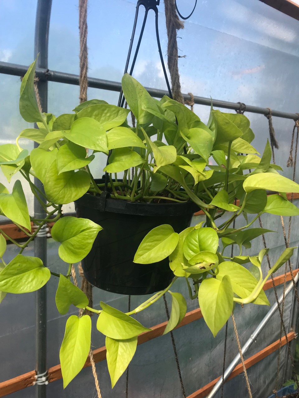 Neon Pothos in a hanging pot with bright chartreuse leaves. Photo by Juliengagne18, CC BY-SA 4.0.