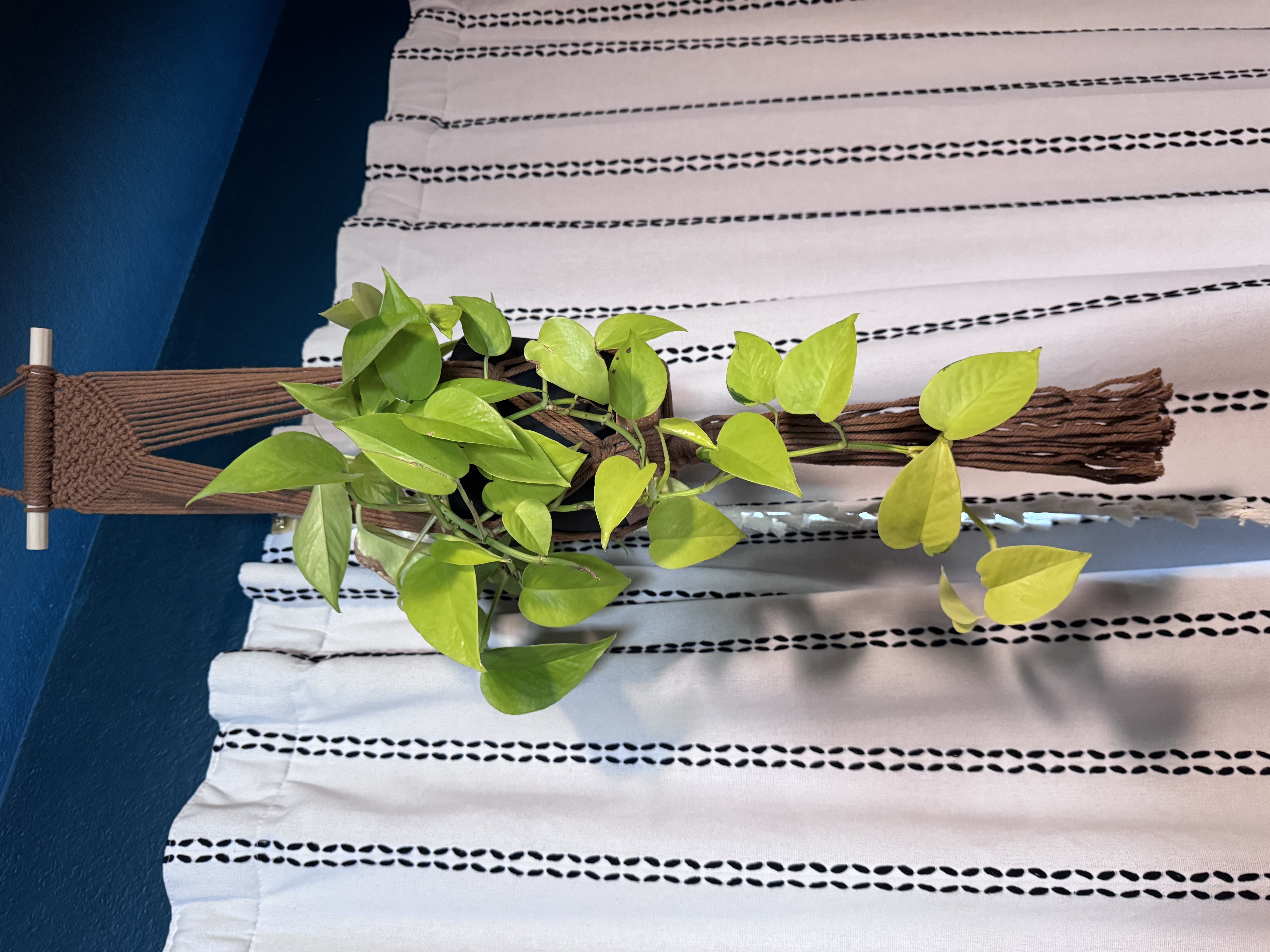 Amanda's Neon Pothos mother plant with bright chartreuse leaves trailing from a macrame hanger.