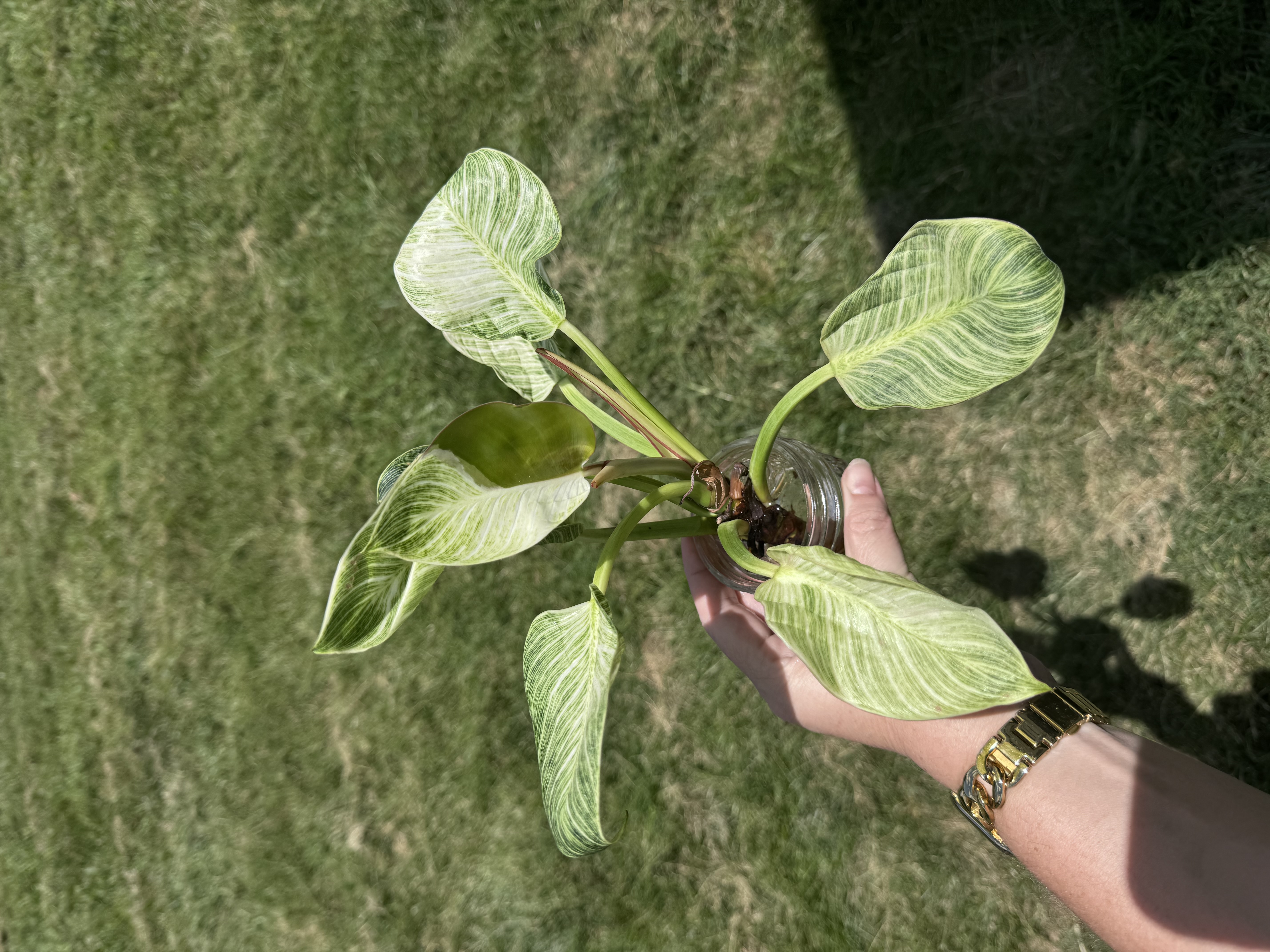 Philodendron Birkin with broad green leaves marked by fine cream pinstripes.