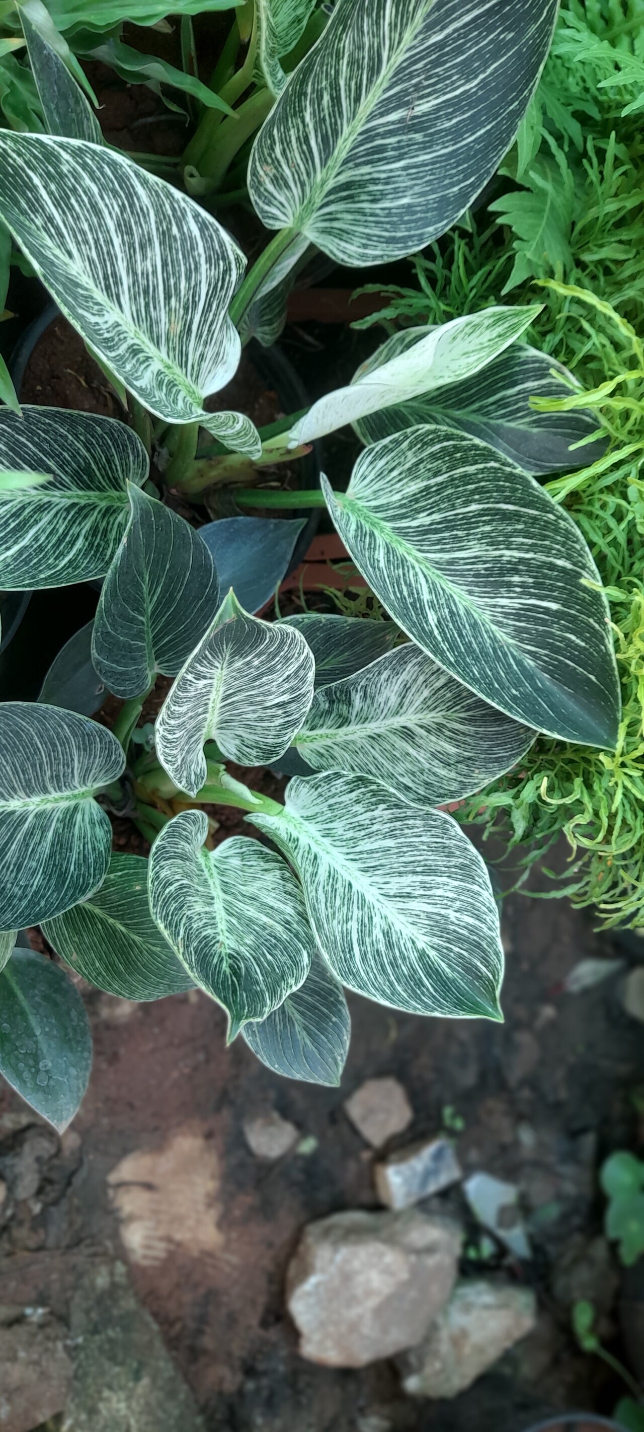 Dark green Philodendron Birkin leaves covered in fine cream pinstripes. Photo by Yercaud-elango, CC BY-SA 4.0.
