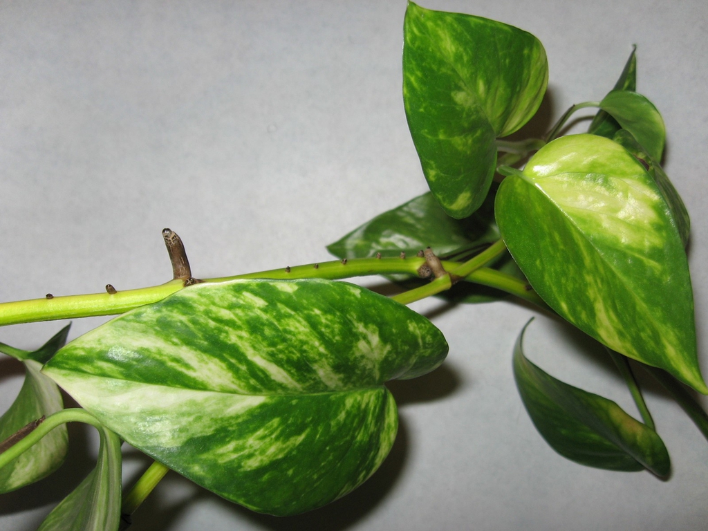 Trailing pothos vine with glossy green and yellow heart-shaped leaves.