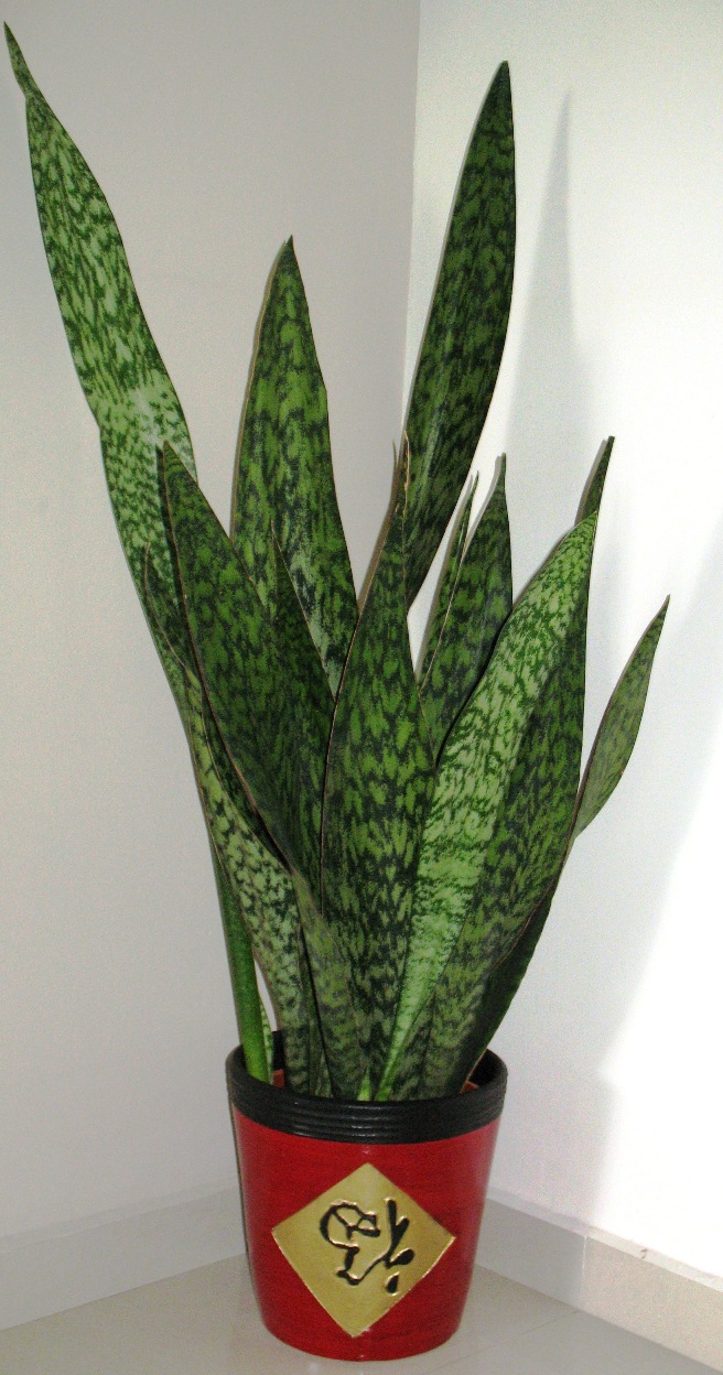 Upright Snake Plant with banded green leaves in a red pot. Photo by Mokkie, public domain.