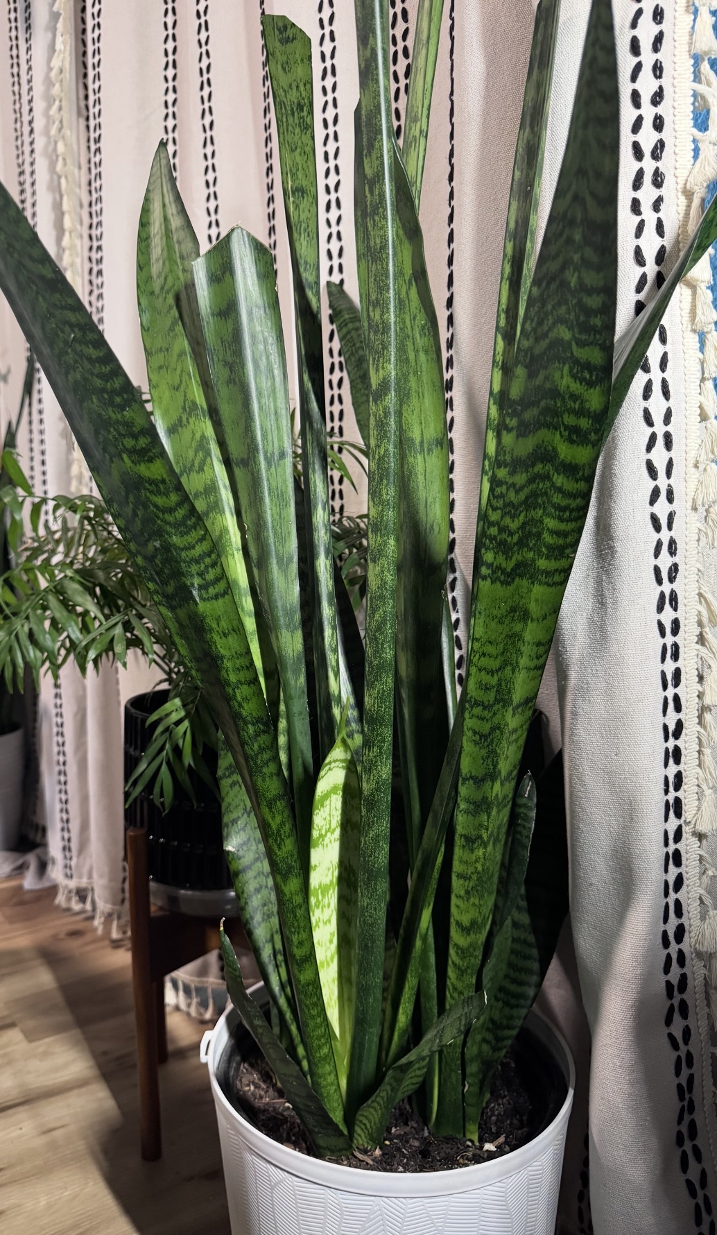 Tall, banded green snake plant leaves rising from a white pot.