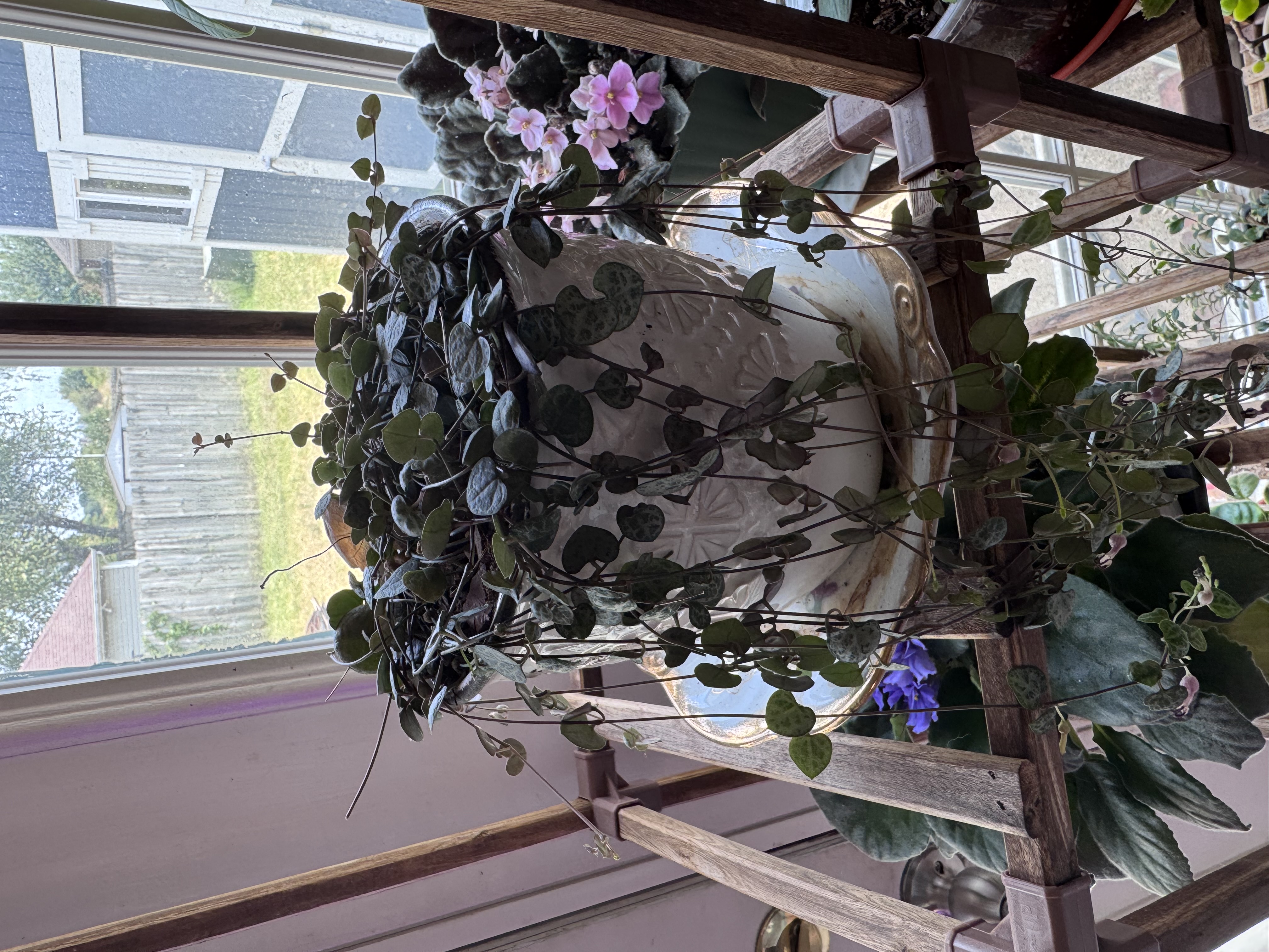 String of Hearts vines trailing from a white planter beside a window.