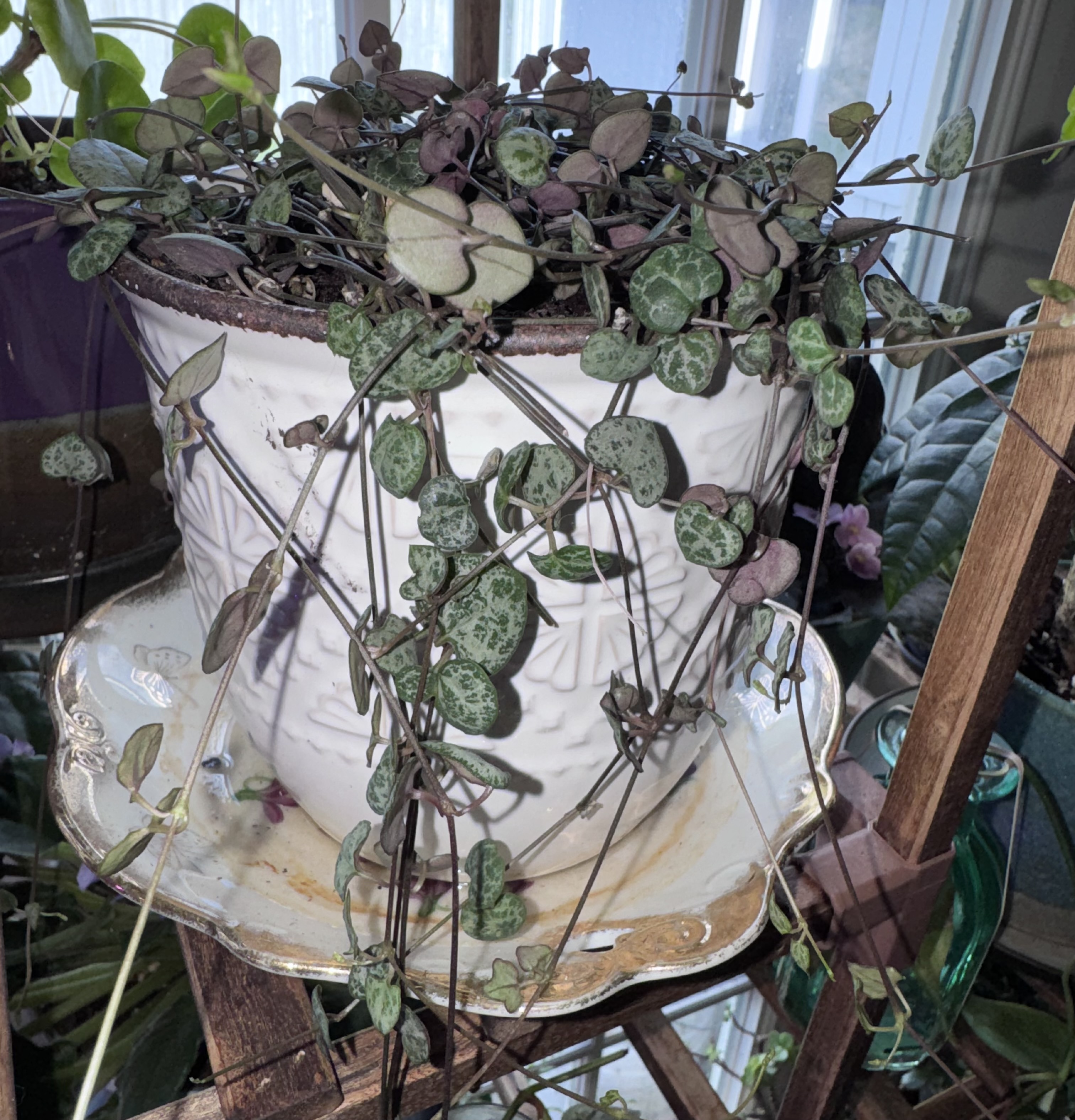 Silver-patterned String of Hearts vines cascading over a white planter.