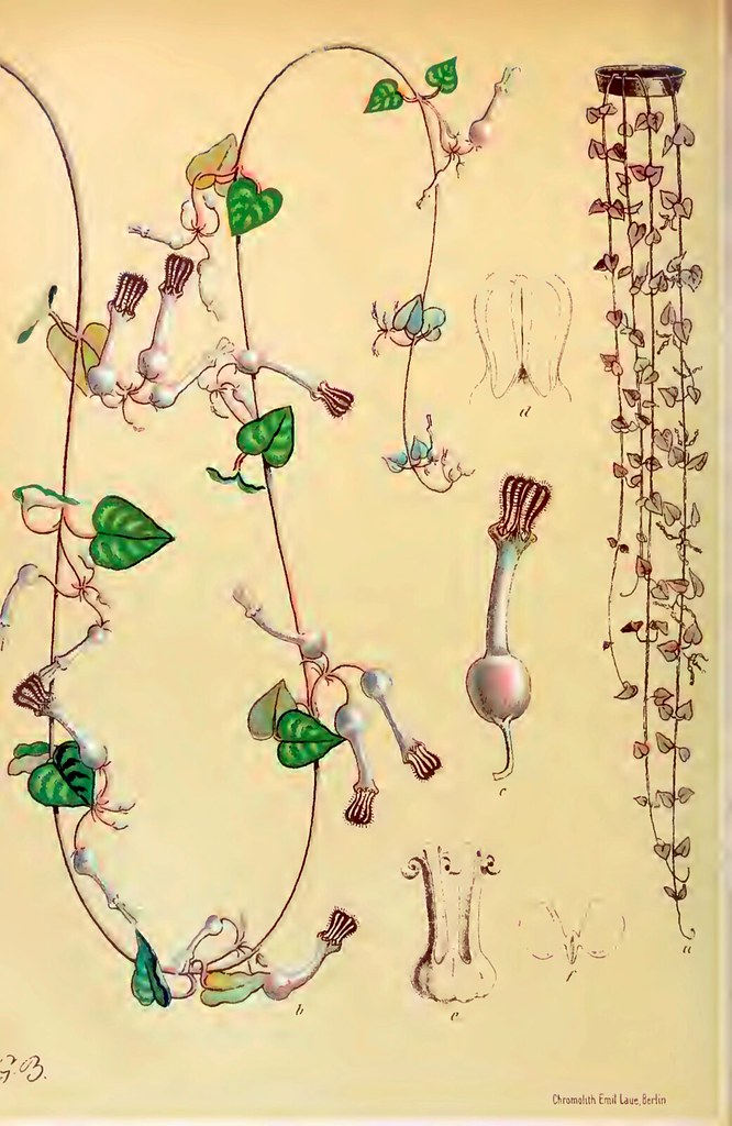 Botanical illustration of String of Hearts vines, heart-shaped leaves, tubers, and flowers.