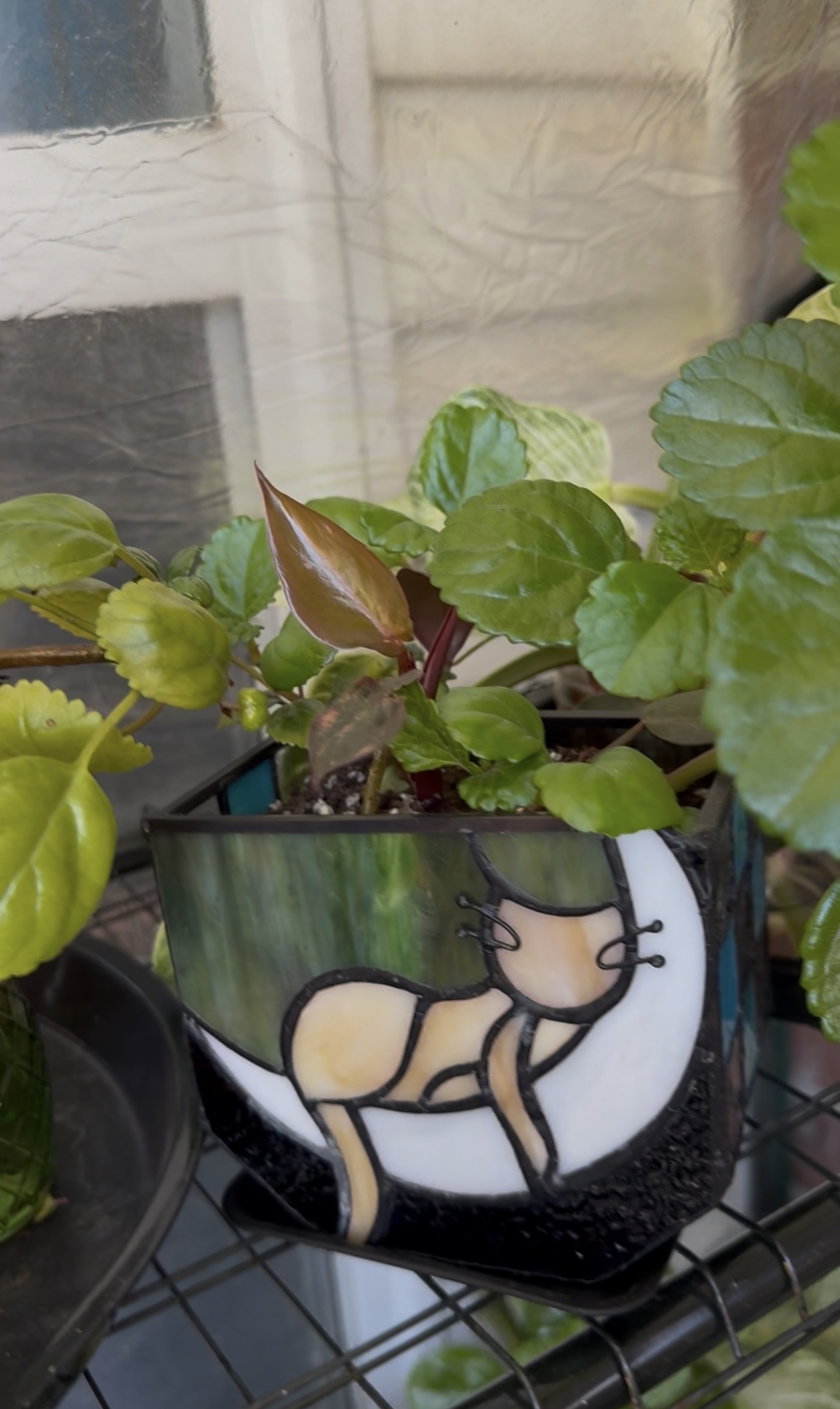 Swedish ivy with round scalloped leaves growing in a cat-decorated planter.